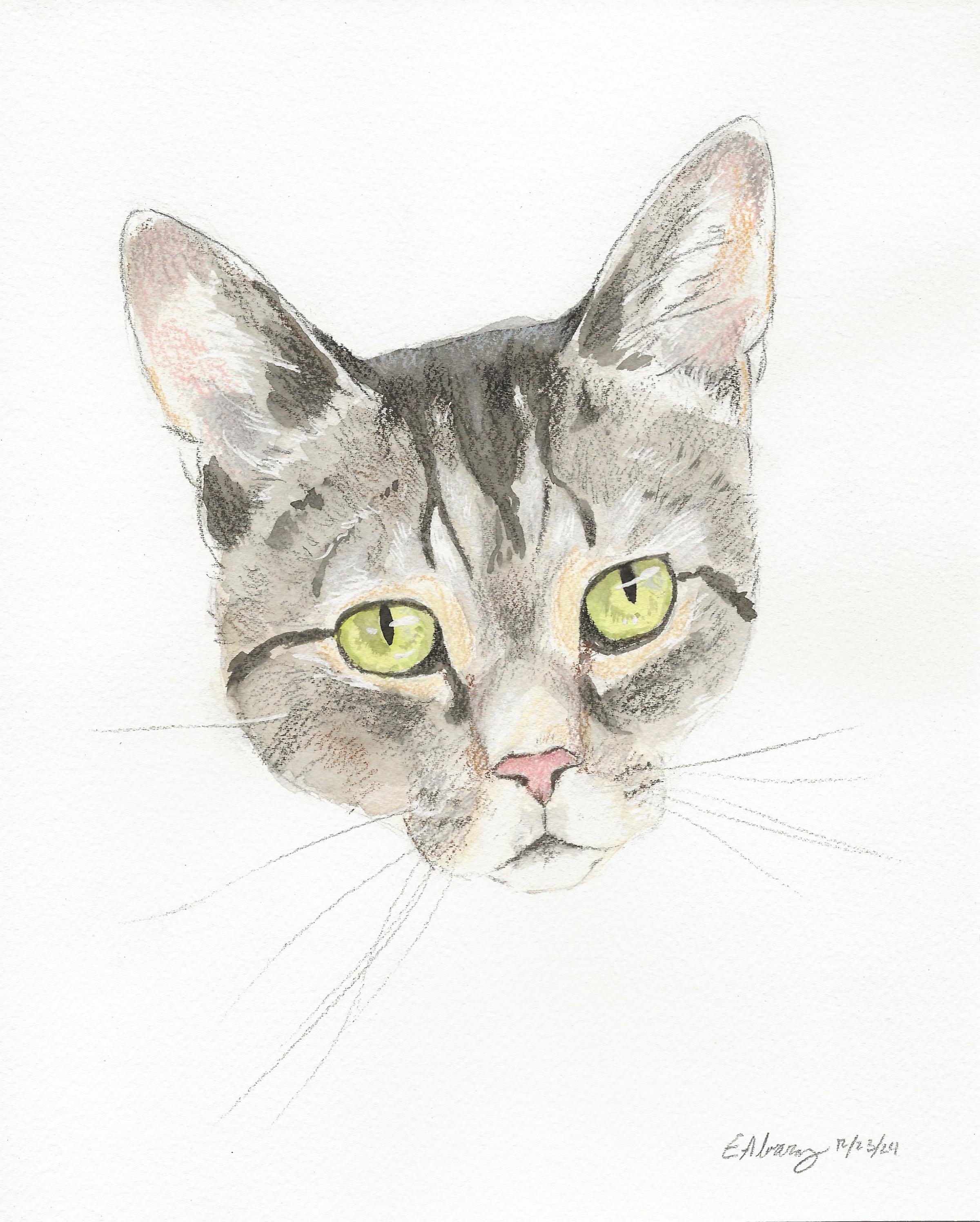 Nick, Adoptable, Senior Male Domestic Short Hair.