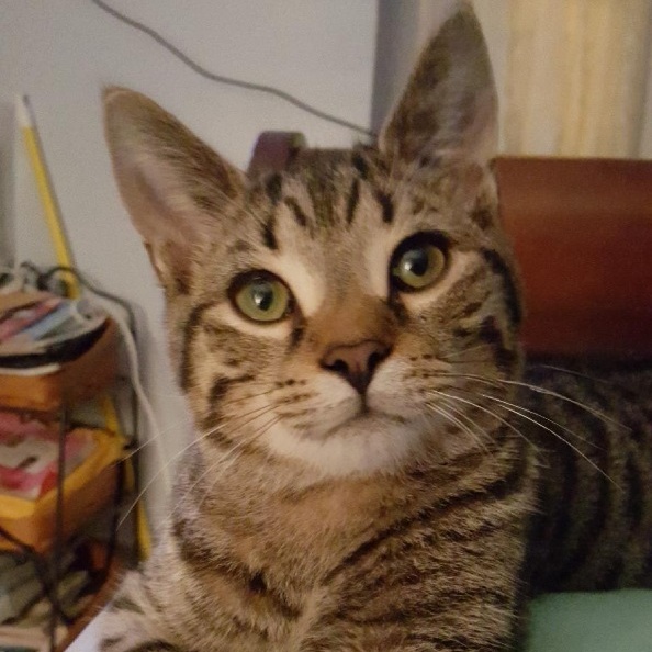 Enlarge Nick, a Adoptable Domestic Short Hair in New Cumberland, PA image 2/6