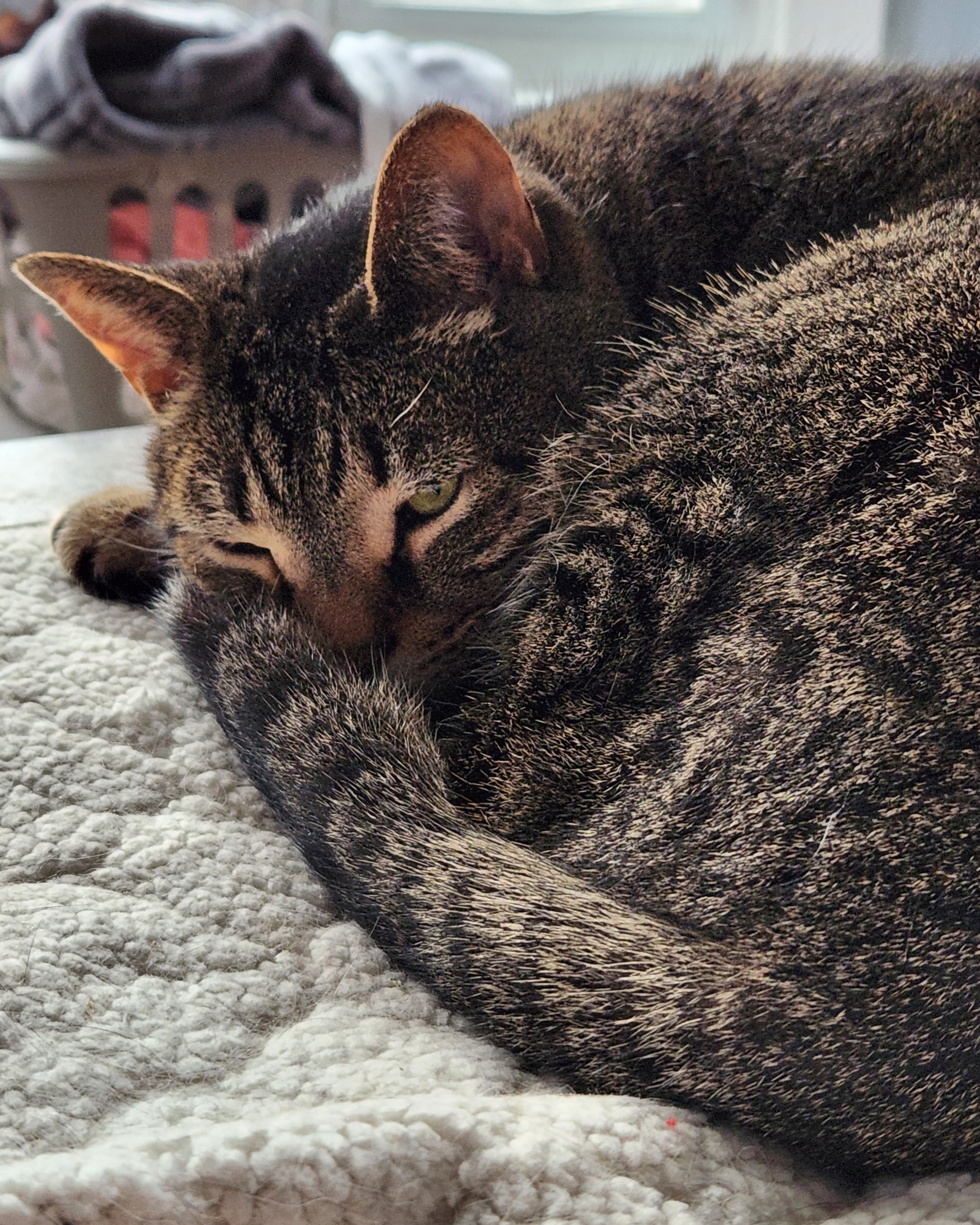 Enlarge Nick, a Adoptable Domestic Short Hair in New Cumberland, PA image 3/6