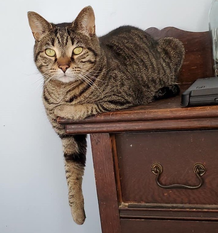 Enlarge Nick, a Adoptable Domestic Short Hair in New Cumberland, PA image 5/6