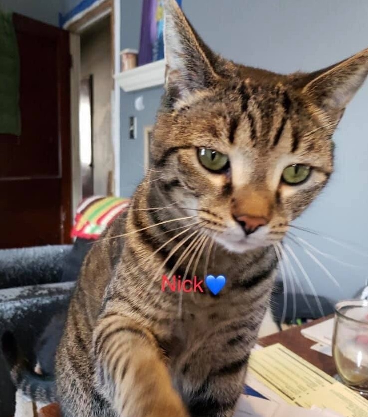 Enlarge Nick, a Adoptable Domestic Short Hair in New Cumberland, PA image 4/6