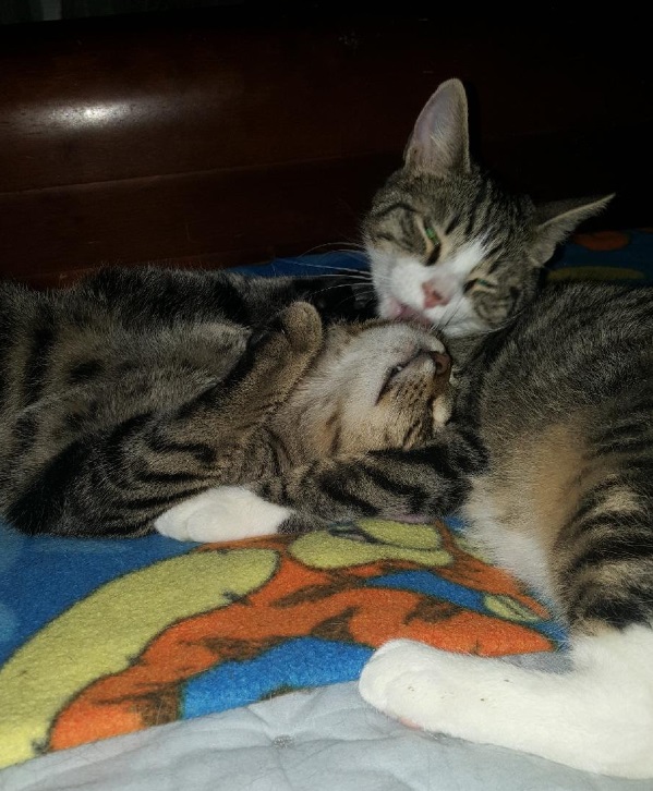 Enlarge Nick, a Adoptable Domestic Short Hair in New Cumberland, PA image 6/6