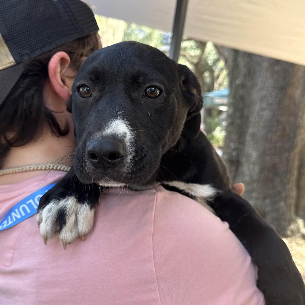 Cotton, Adoptable, Young Female Mixed Breed & None.