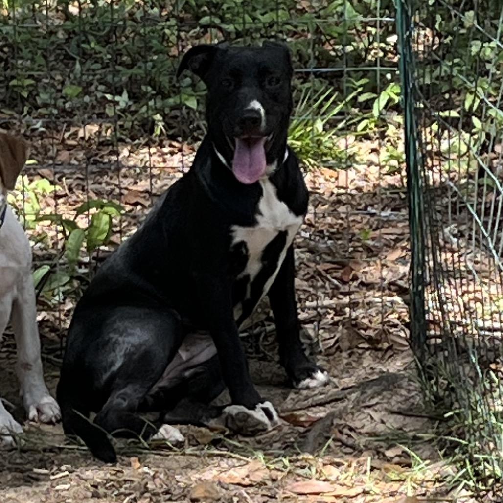 Enlarge Cotton, a Adoptable Mixed Breed in QUINCY, FL image 2/2