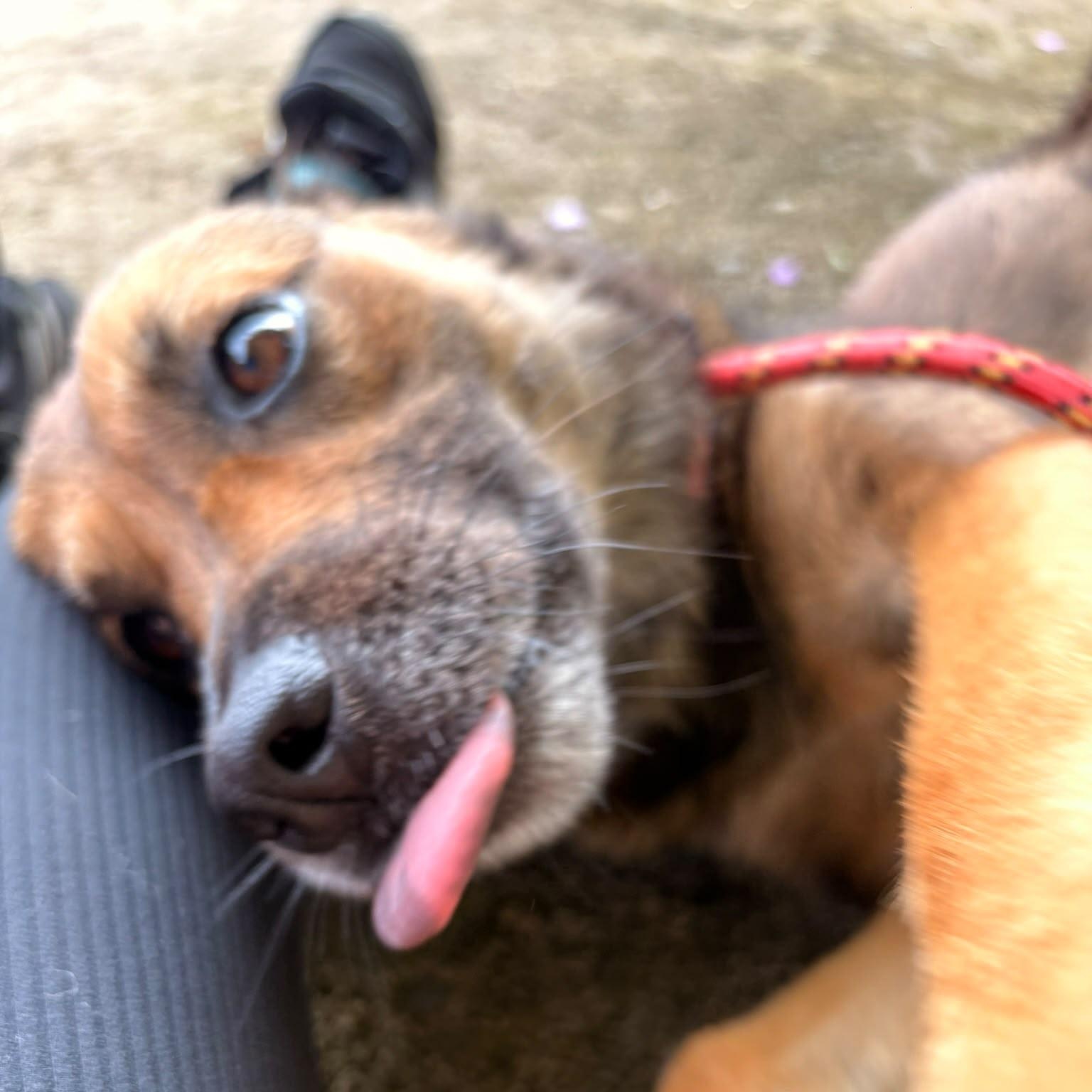 Enlarge Nyx, a ADOPTABLE Mixed Breed in Morristown, NJ image 5/5