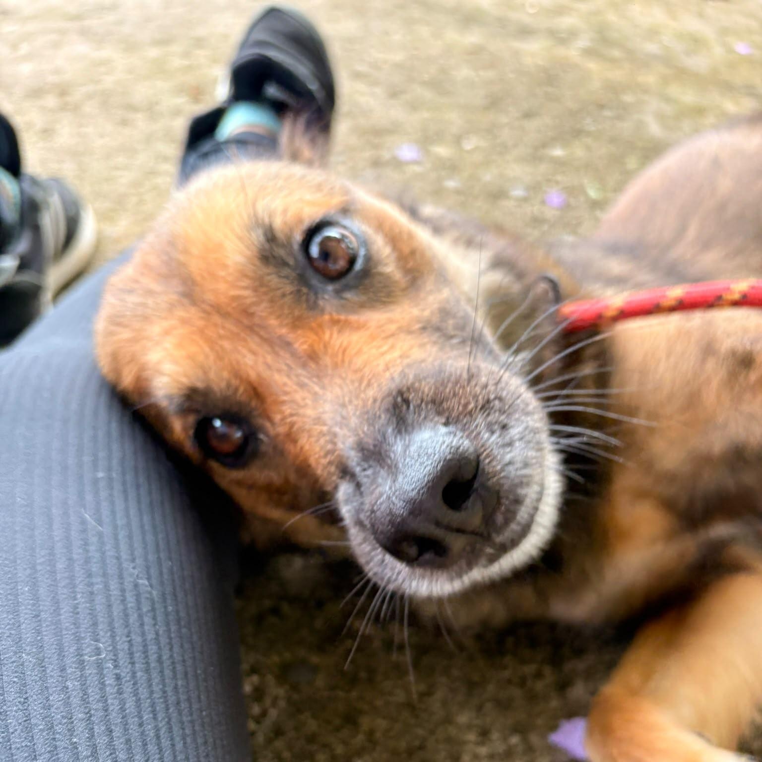 Enlarge Nyx, a ADOPTABLE Mixed Breed in Morristown, NJ image 3/5
