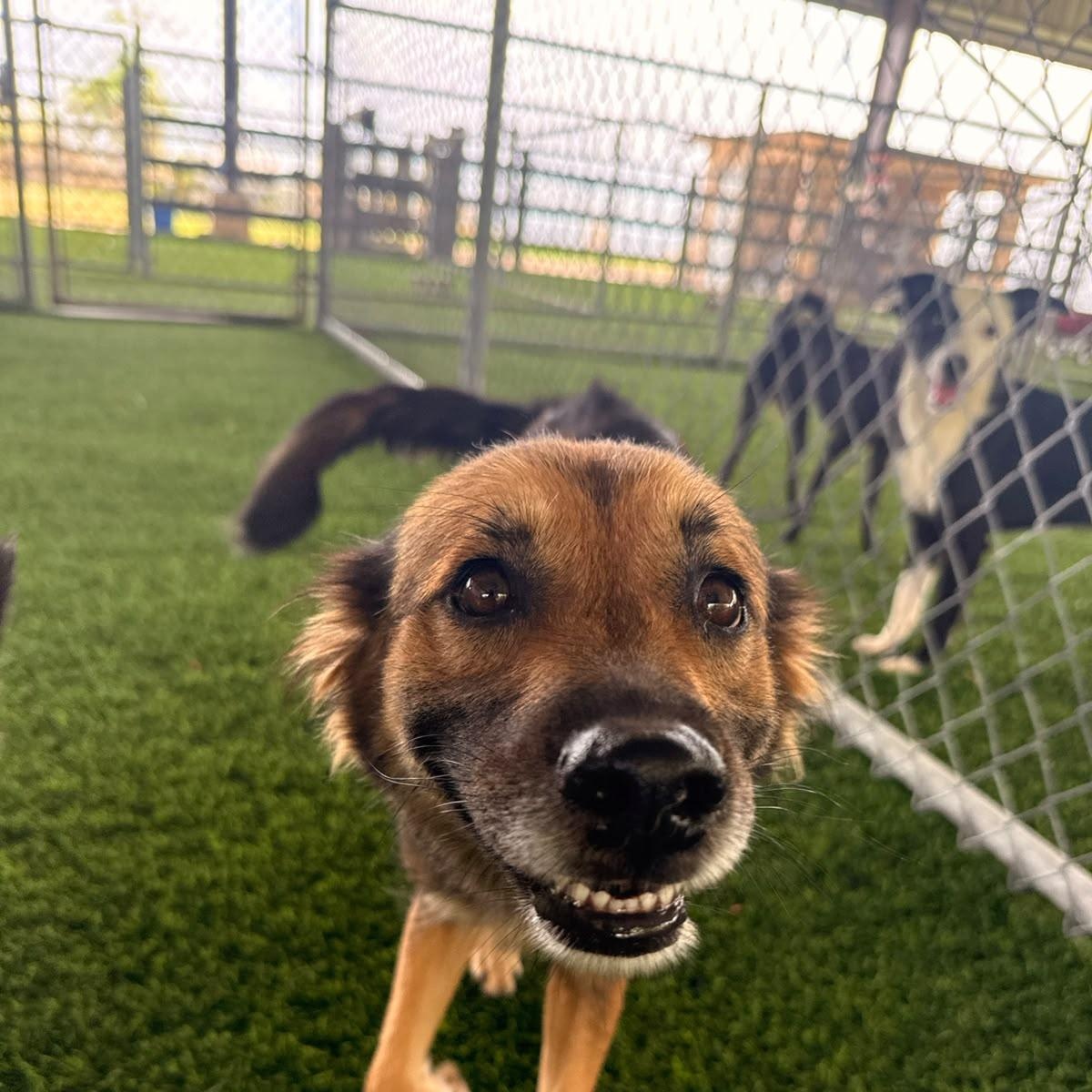 Enlarge Nyx, a ADOPTABLE Mixed Breed in Morristown, NJ image 2/5