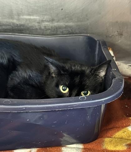 Blackie, Adoptable, Adult Male Domestic Short Hair & Domestic Short Hair.