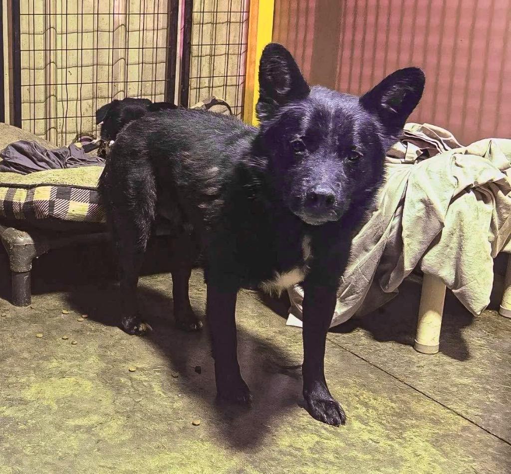 June, Adoptable, Adult Male Corgi.