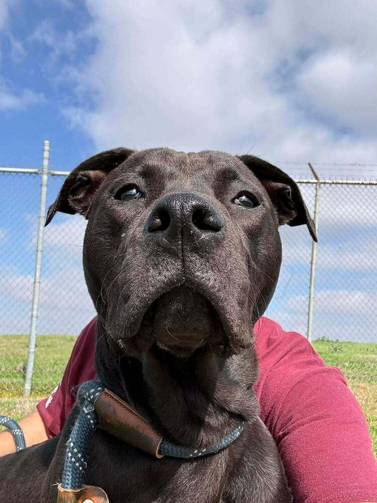 Enlarge Sid, a Adoptable mixed breed in Scott, LA image 1/6