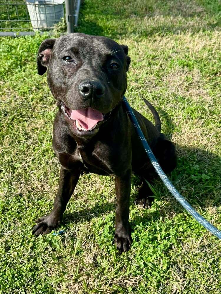 Enlarge Sid, a Adoptable mixed breed in Scott, LA image 2/6