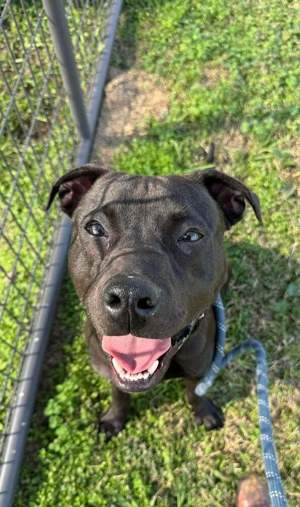 Enlarge Sid, a Adoptable mixed breed in Scott, LA image 3/6