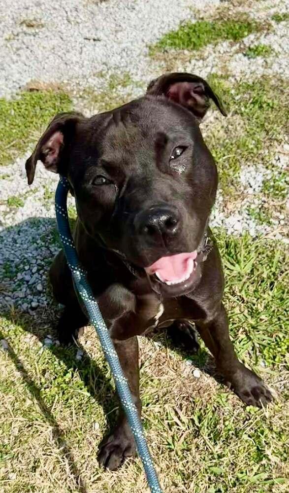 Enlarge Sid, a Adoptable mixed breed in Scott, LA image 4/6