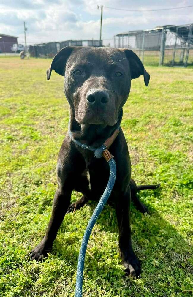 Enlarge Sid, a Adoptable mixed breed in Scott, LA image 5/6