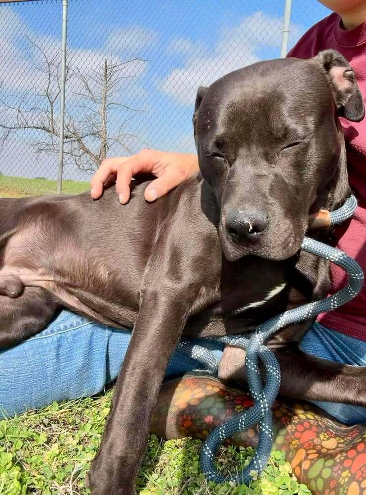 Enlarge Sid, a Adoptable mixed breed in Scott, LA image 6/6