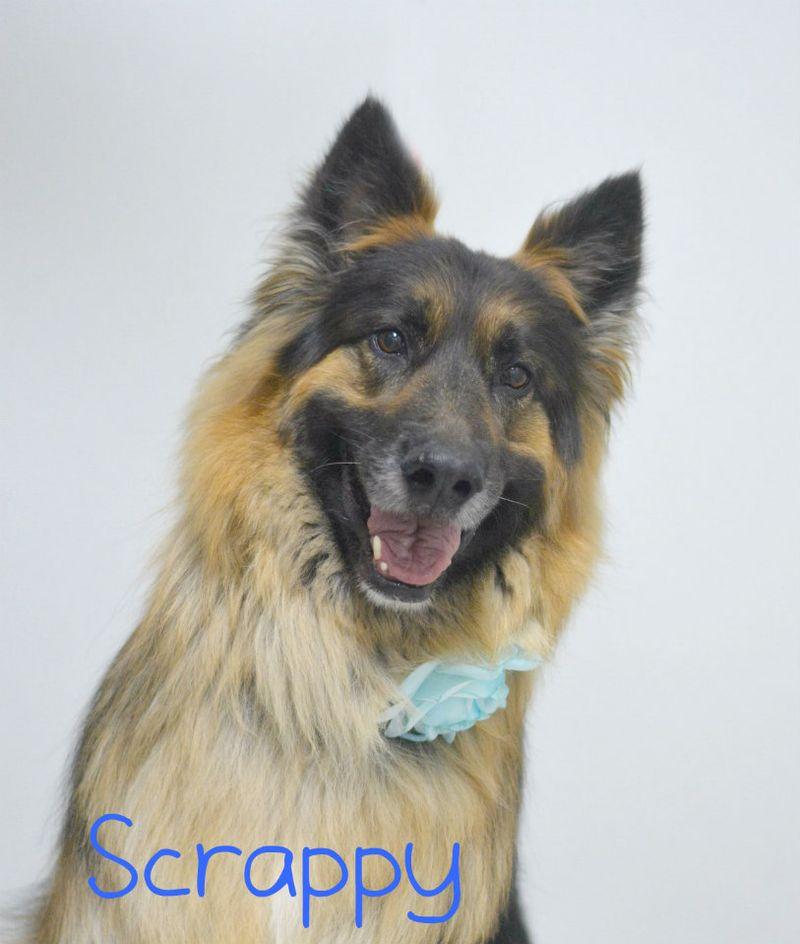 Scrappy, Adoptable, Adult Male German Shepherd Dog.