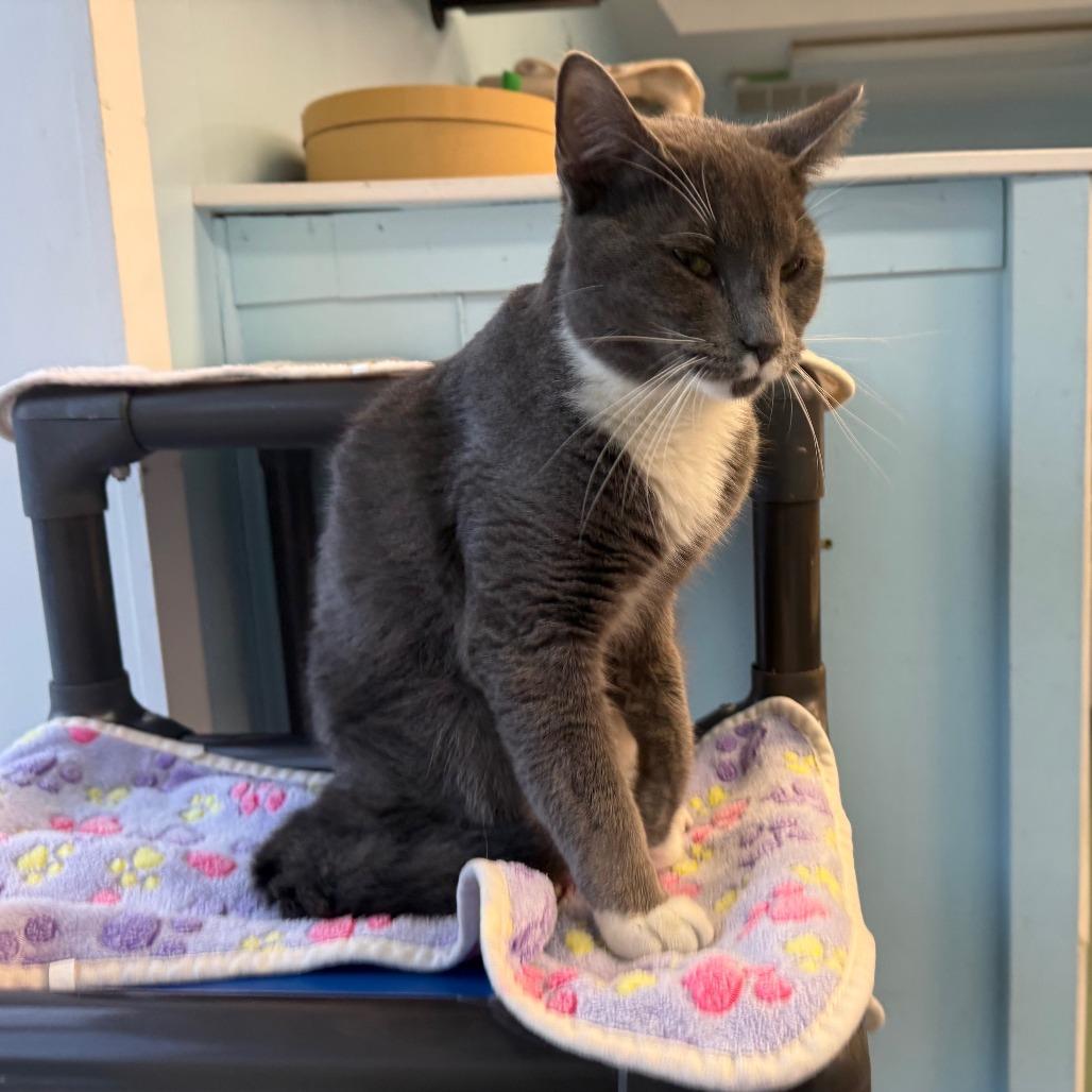 Cream Cheese, Adoptable, Adult Male Domestic Medium Hair.