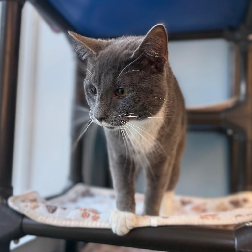 Cream Cheese, a Adoptable Domestic Medium Hair in New Fairfield, CT image 2/6