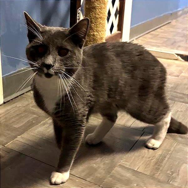 Cream Cheese, a Adoptable Domestic Medium Hair in New Fairfield, CT image 3/6