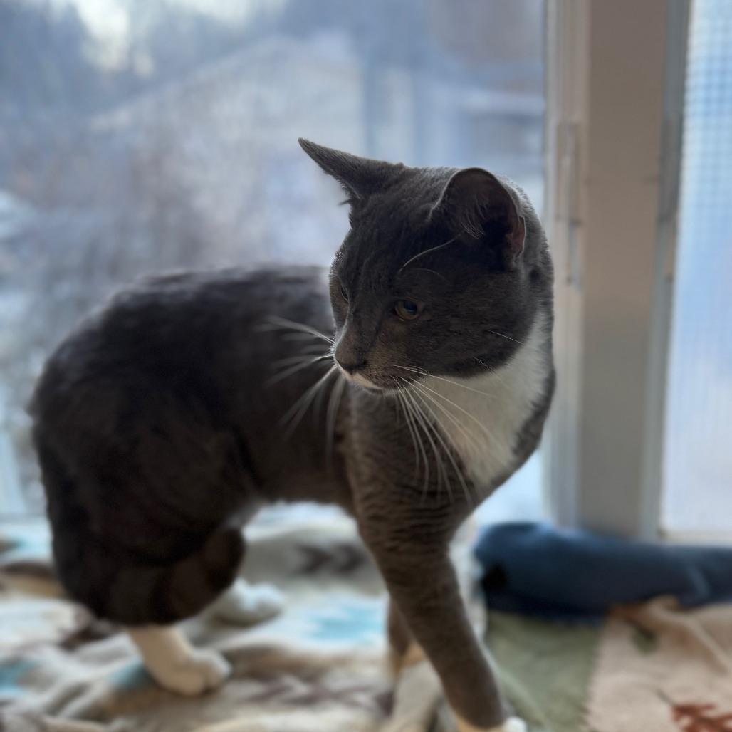 Cream Cheese, a Adoptable Domestic Medium Hair in New Fairfield, CT image 4/6