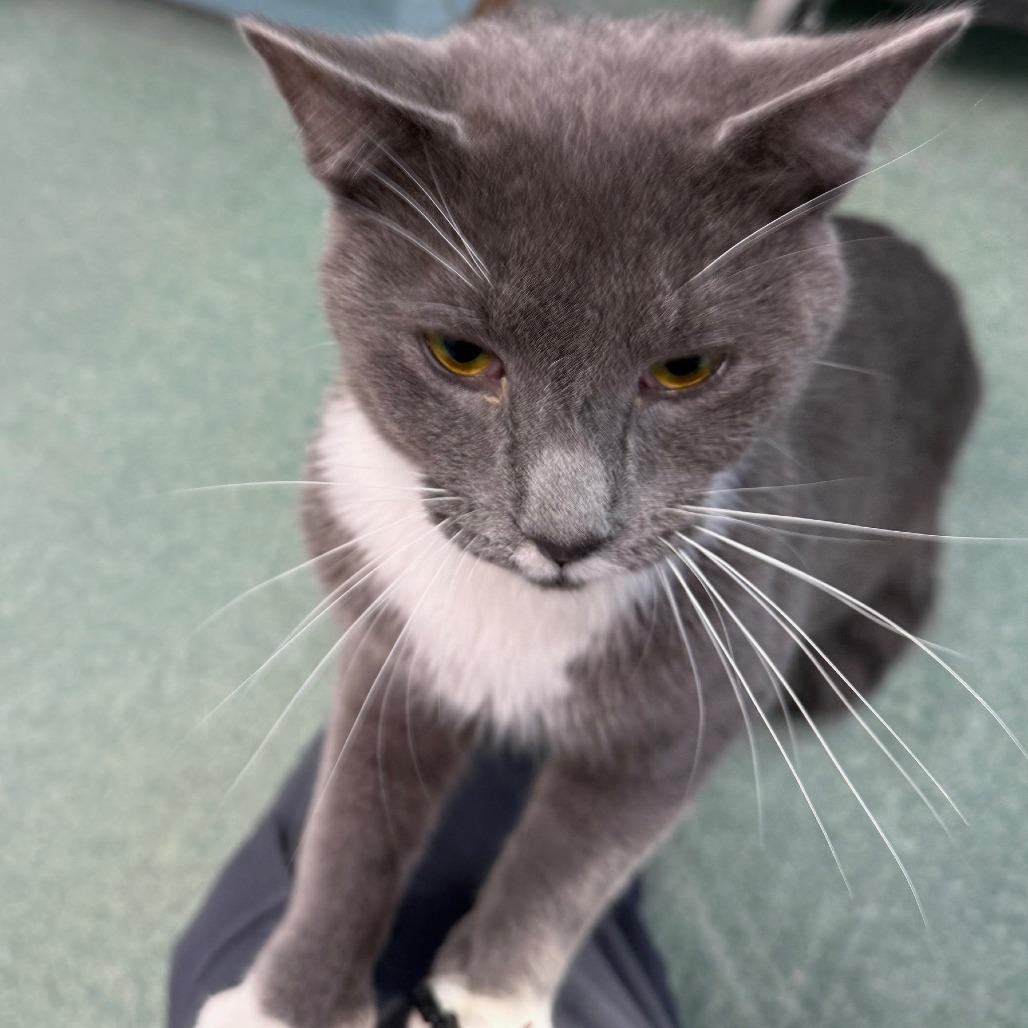 Cream Cheese, a Adoptable Domestic Medium Hair in New Fairfield, CT image 5/6