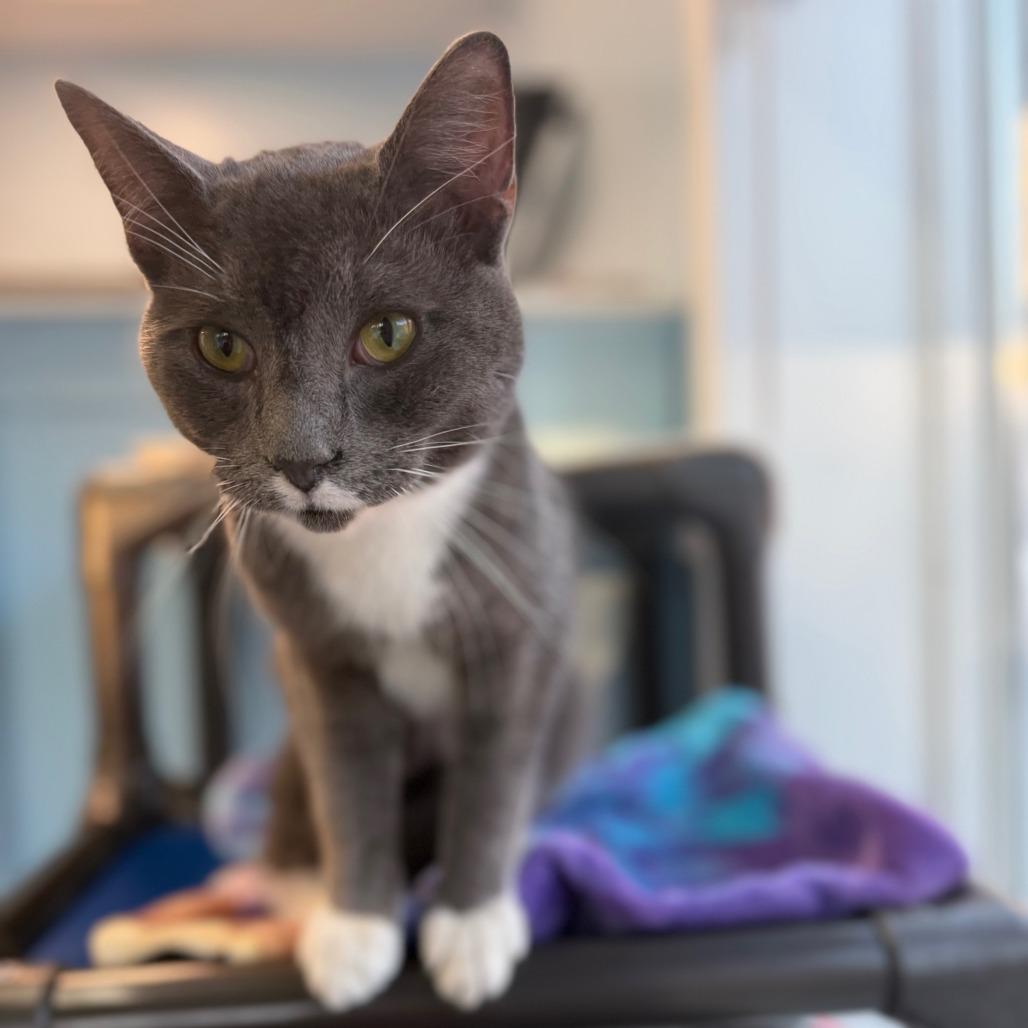 Cream Cheese, a Adoptable Domestic Medium Hair in New Fairfield, CT image 6/6