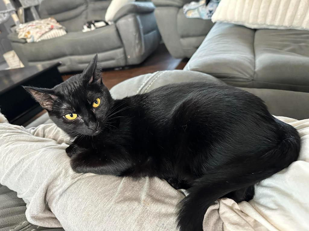 Enlarge Jinxi, a Adoptable mixed breed in Miami, OK image 3/4