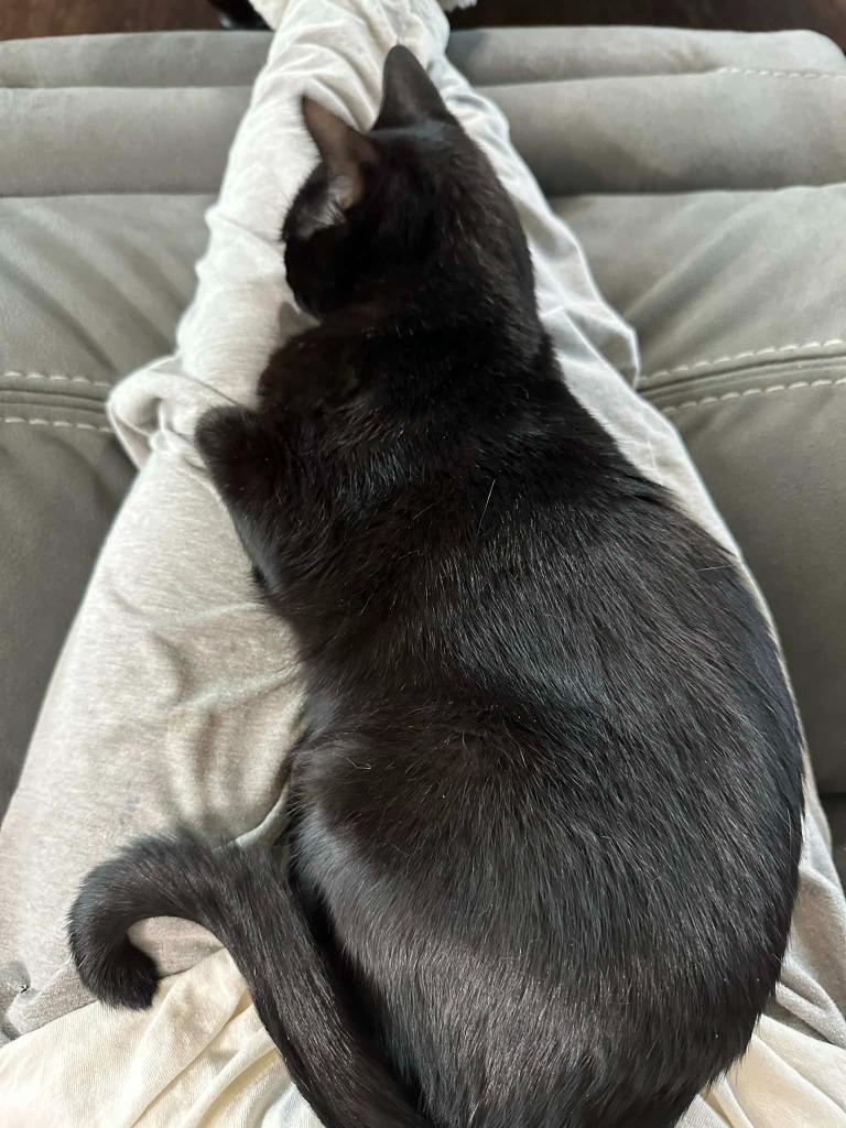 Enlarge Jinxi, a Adoptable mixed breed in Miami, OK image 4/4