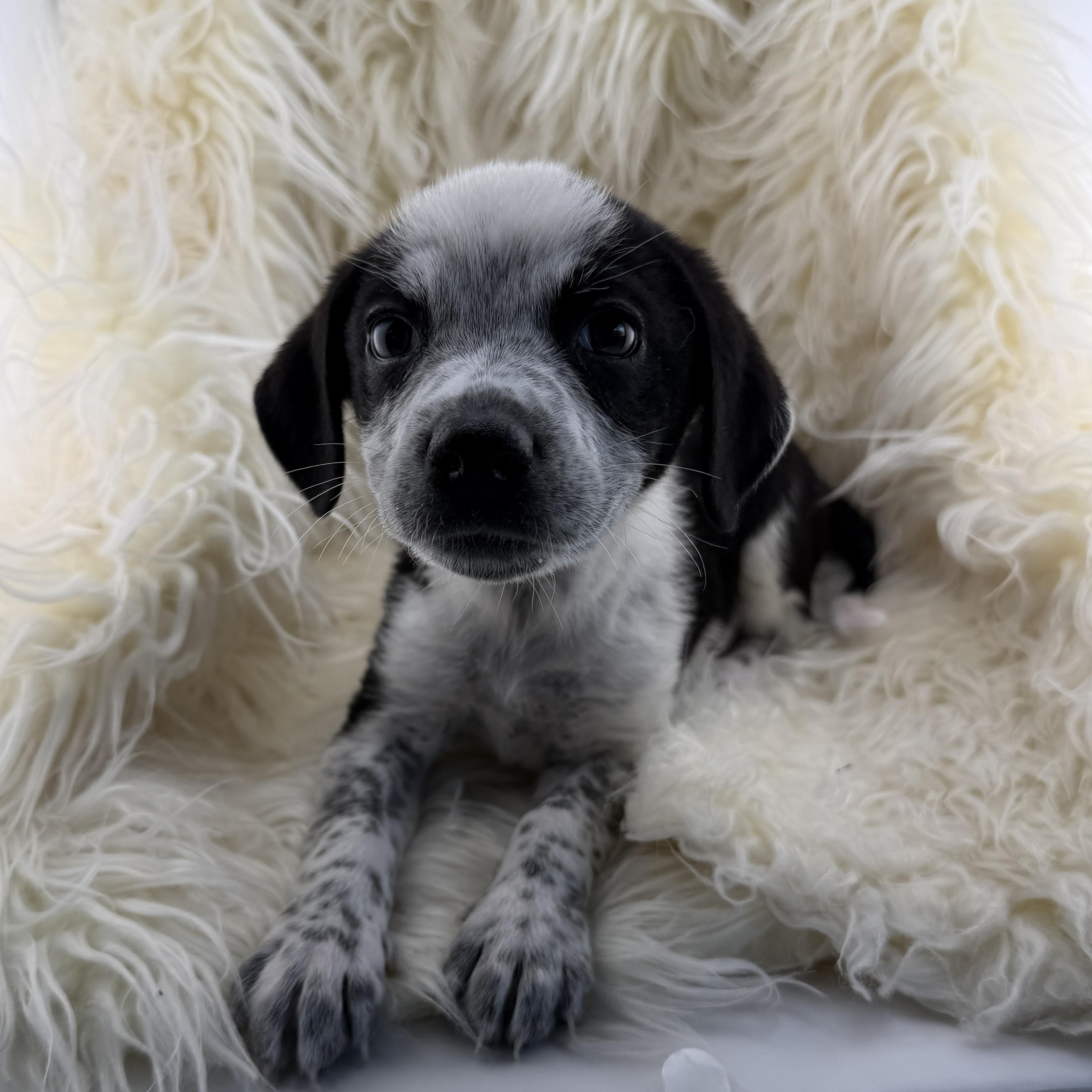 Construction Pup: Pebbles, a Adoptable mixed breed in San Diego, CA image 2/2