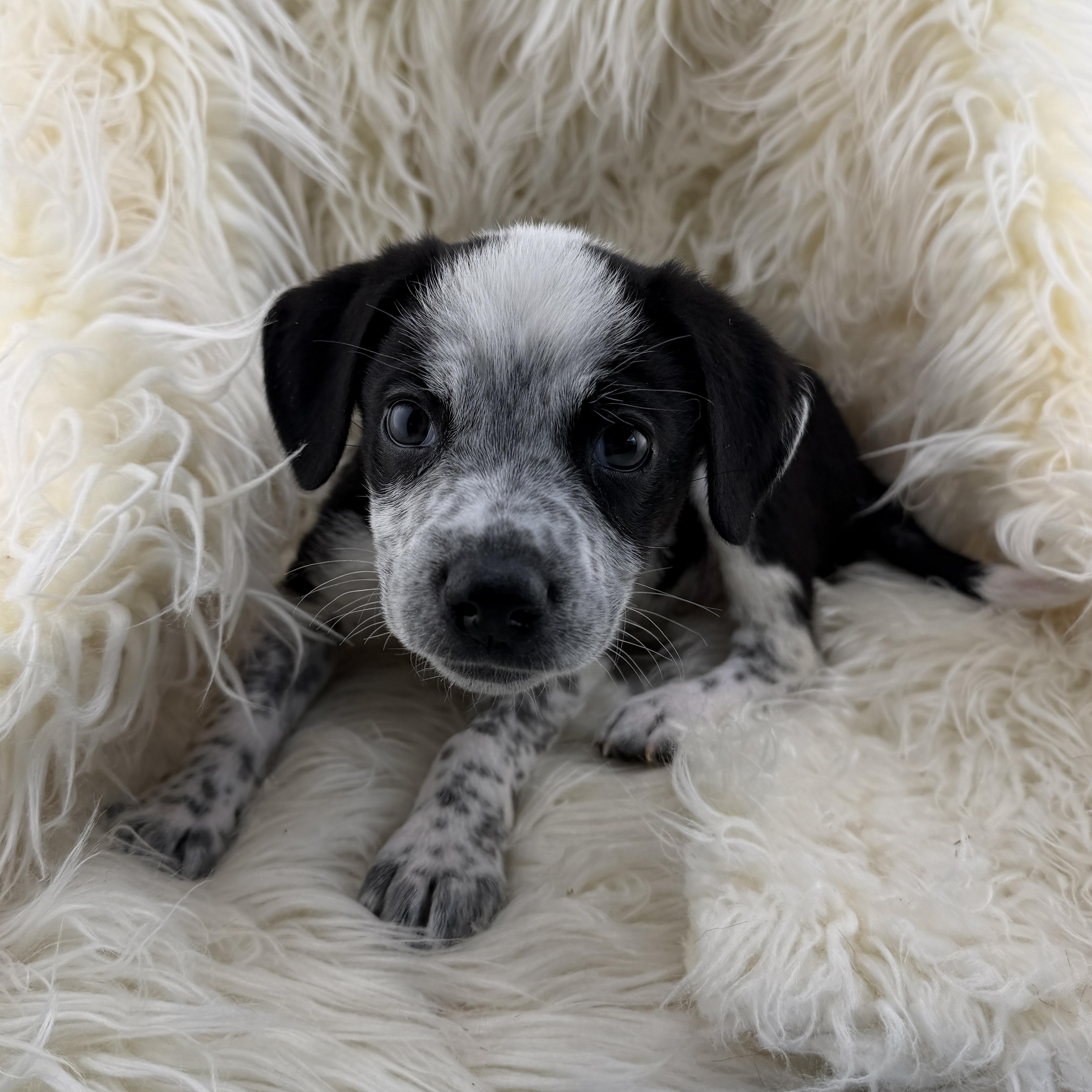 Construction Pup: Pebbles, Adoptable, Puppy Female Cattle Dog & Labrador Retriever.