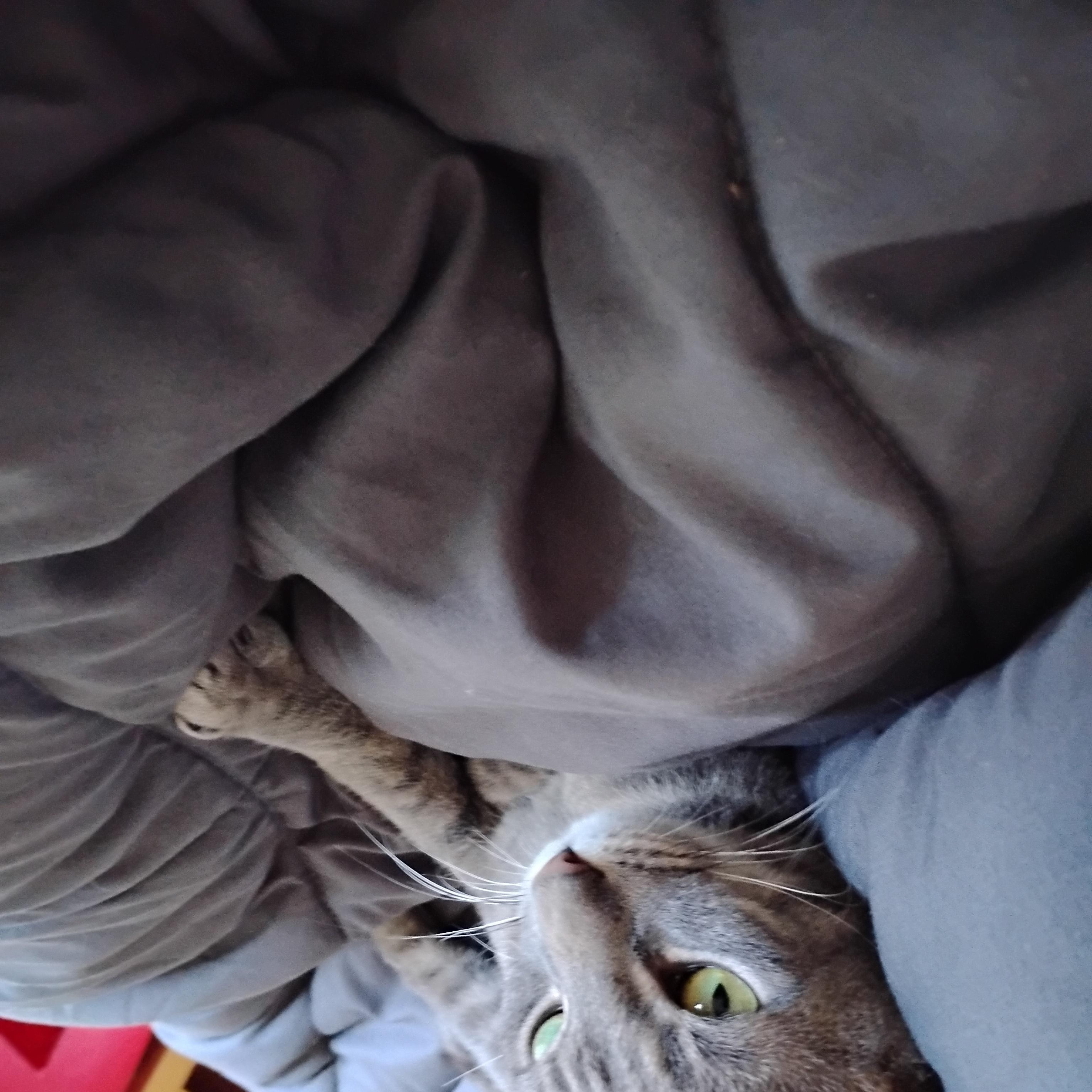 Enlarge Trixie, a Adoptable Domestic Short Hair in Woodland, CA image 2/4