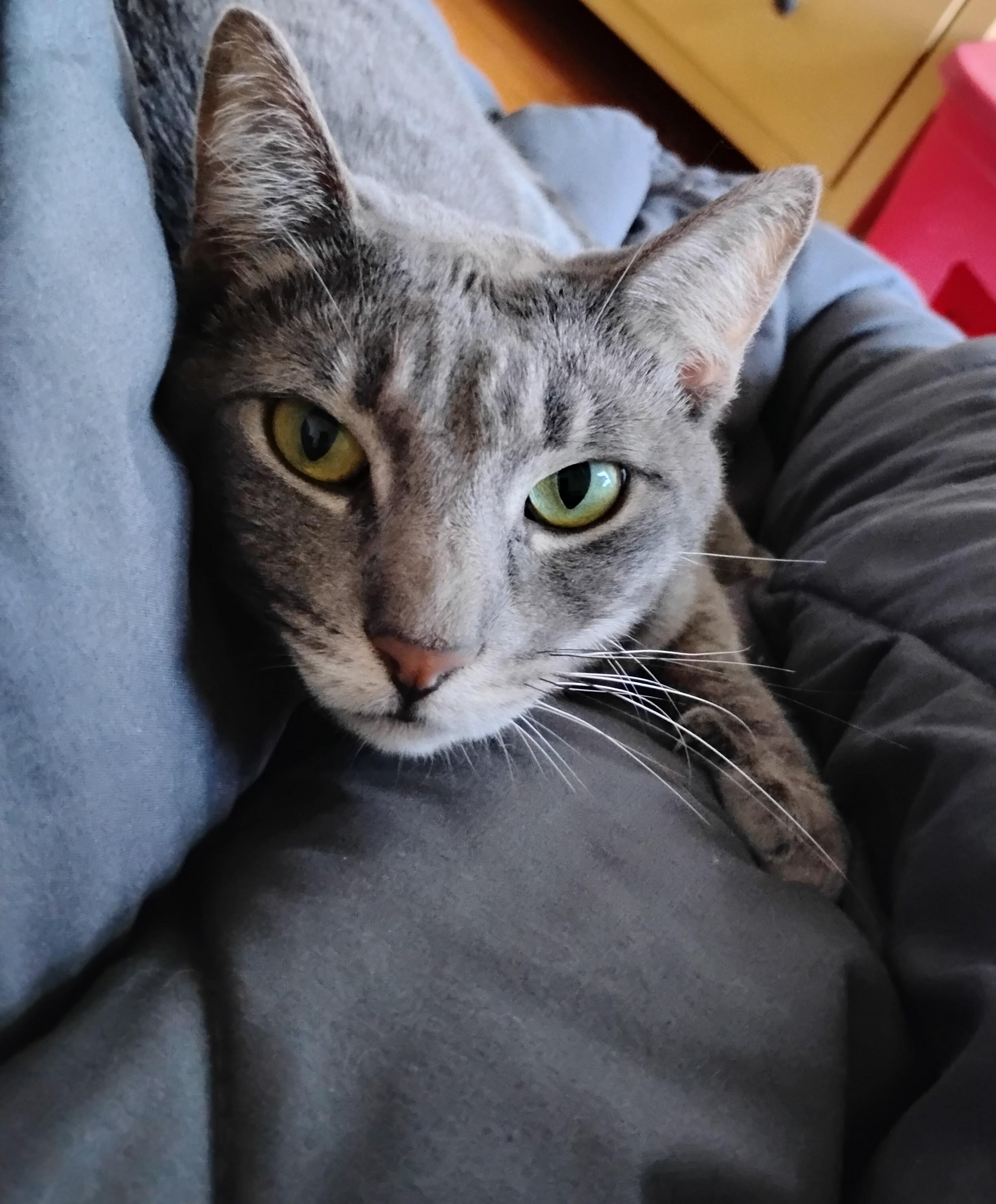 Trixie, Adoptable, Adult Female Domestic Short Hair.