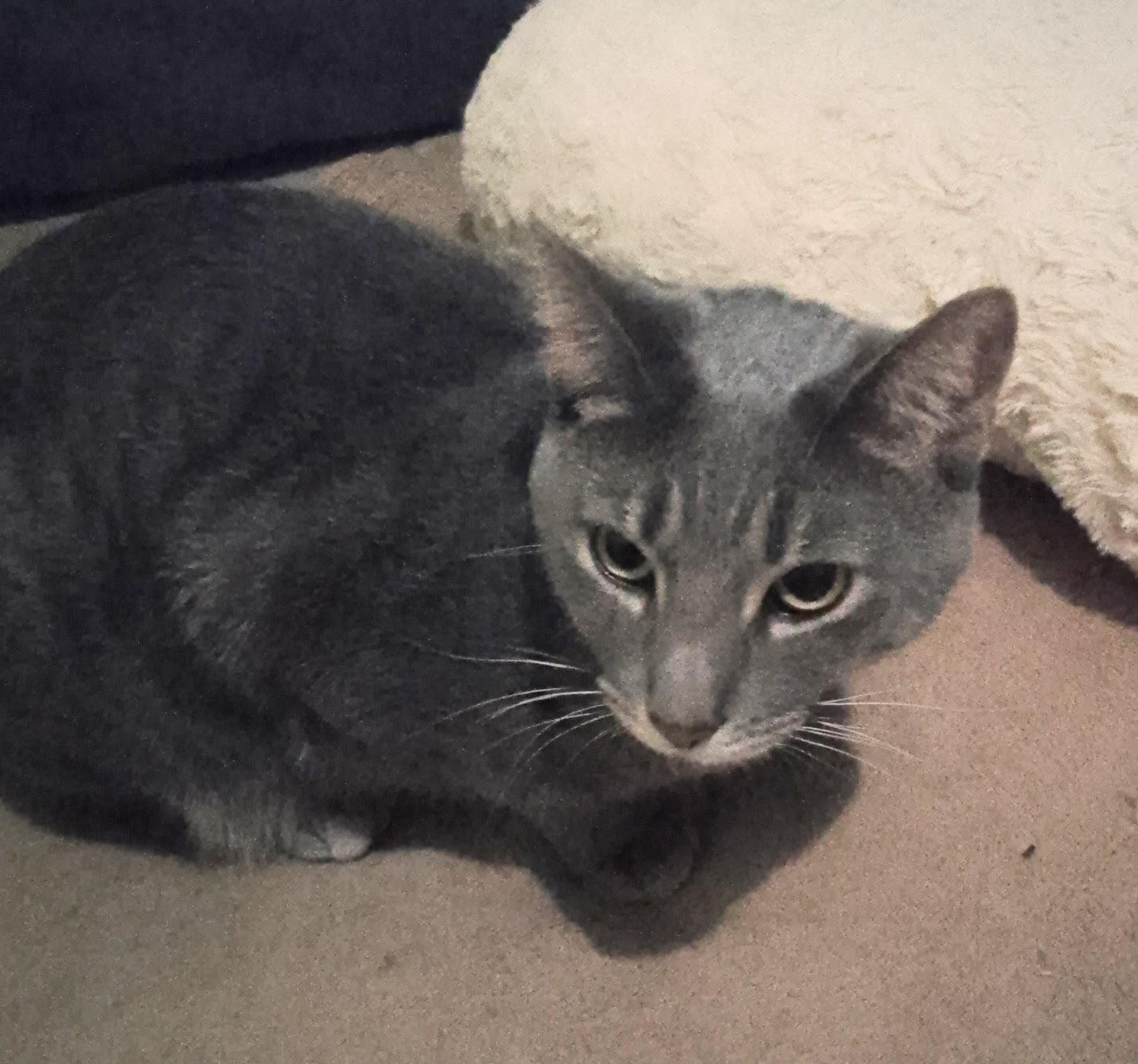 Enlarge Trixie, a Adoptable Domestic Short Hair in Woodland, CA image 4/4