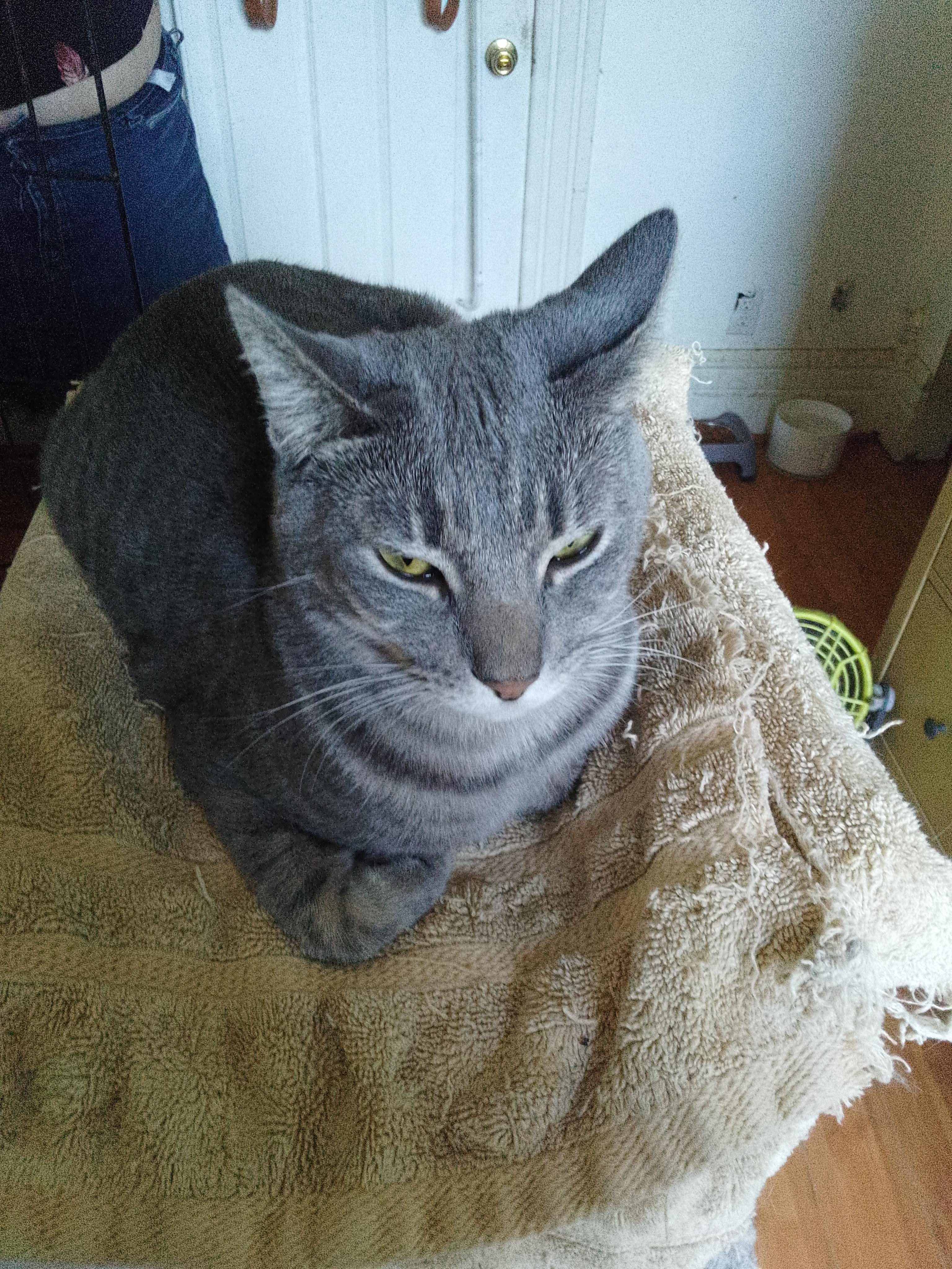 Enlarge Trixie, a Adoptable Domestic Short Hair in Woodland, CA image 3/4
