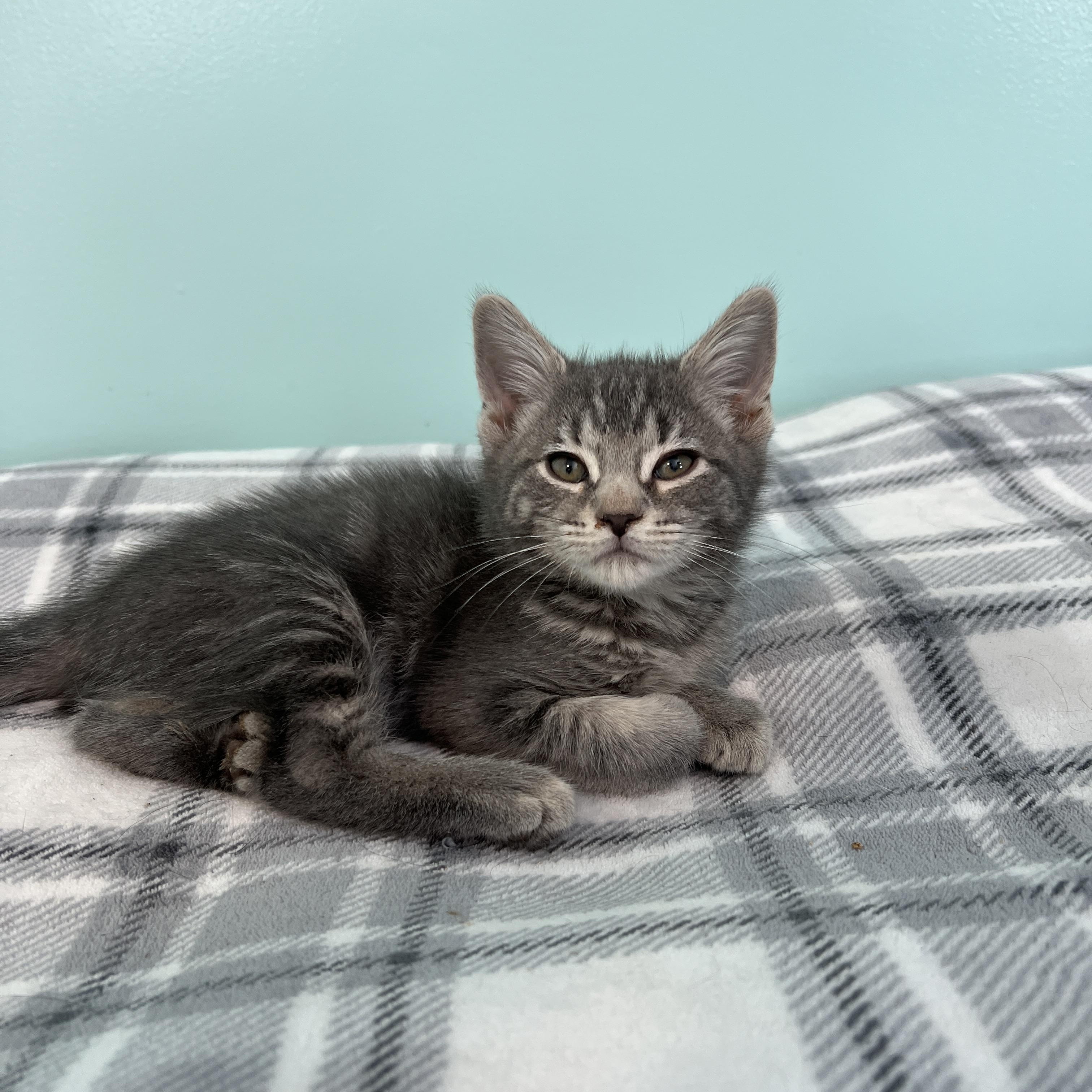 Enlarge Pluto, an adopted Domestic Short Hair in Syracuse, NY image 1/2