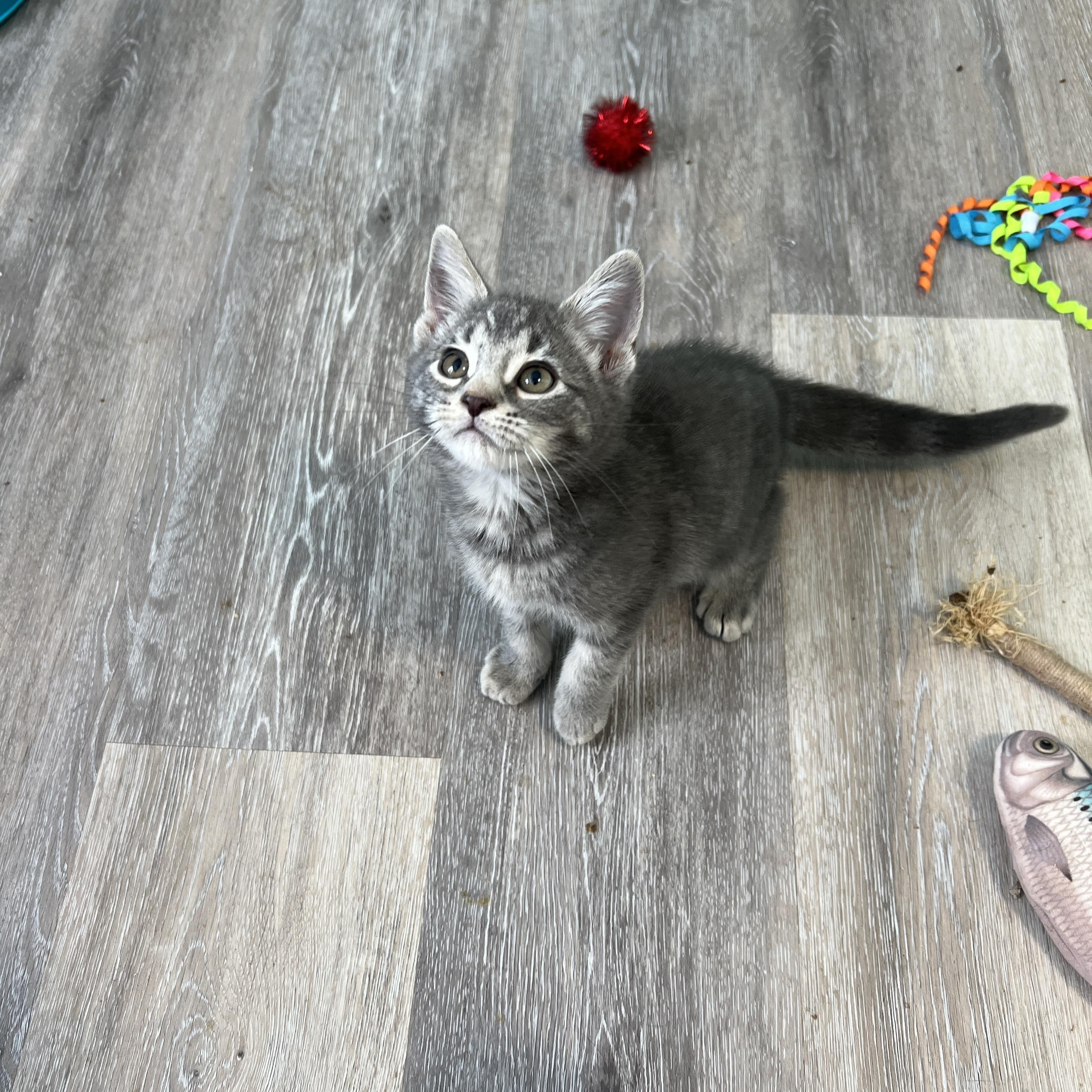 Enlarge Pluto, an adopted Domestic Short Hair in Syracuse, NY image 2/2