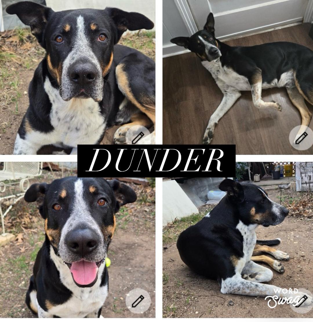 Dunder, ADOPTABLE, Adult Male Catahoula Leopard Dog & Rottweiler.