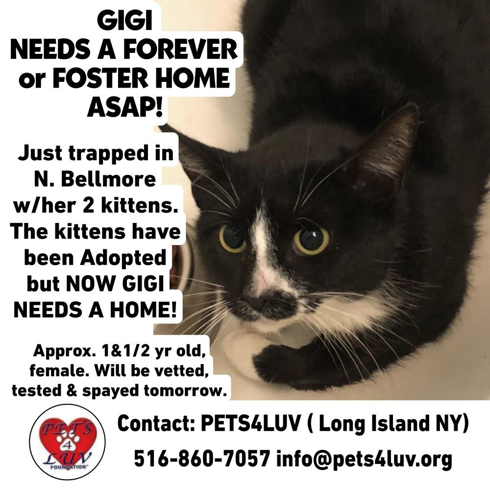 Momma GiGi, Adopted, Young Female Domestic Short Hair.