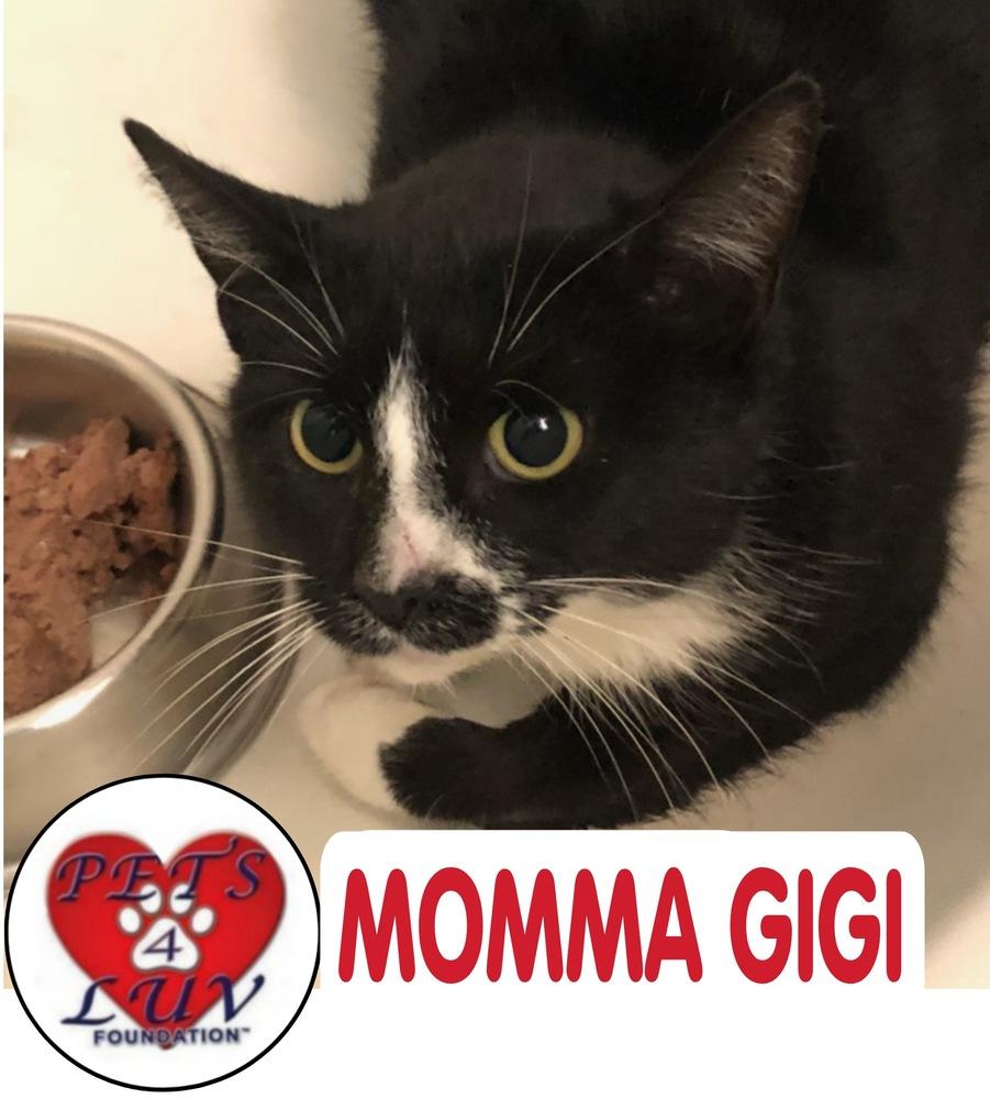 Enlarge Momma GiGi, a Adopted mixed breed in Westbury, NY image 2/2