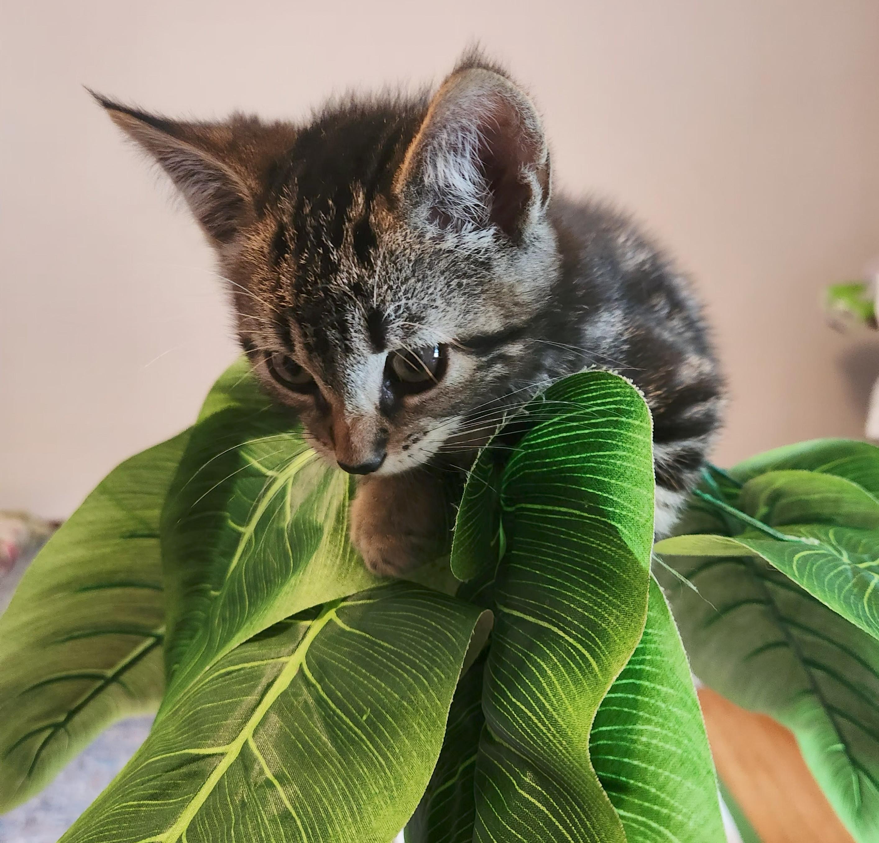 Marble, Adoptable, Kitten Male Domestic Short Hair.