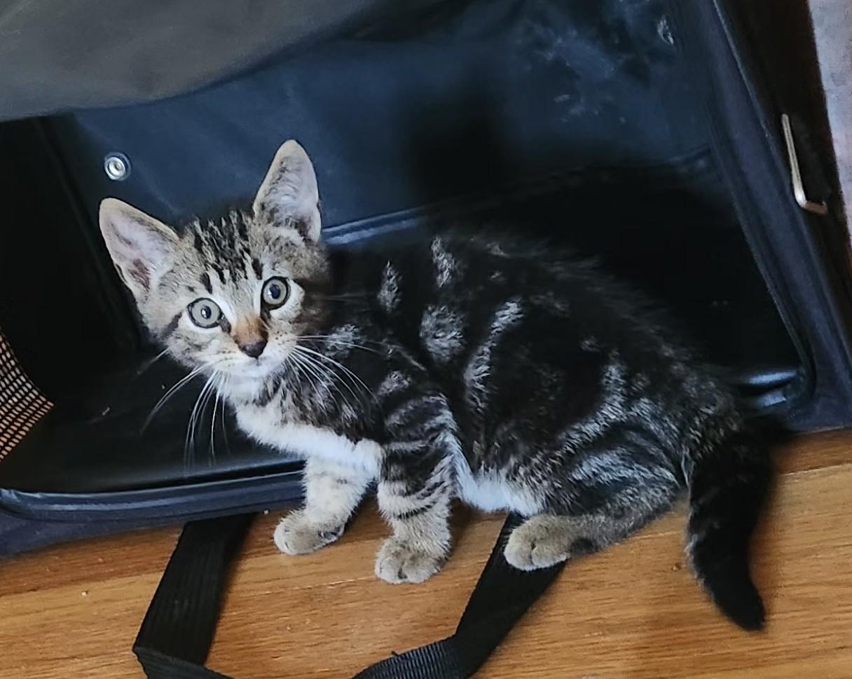 Enlarge Marble, a Adoptable Domestic Short Hair in Avon, NY image 2/2