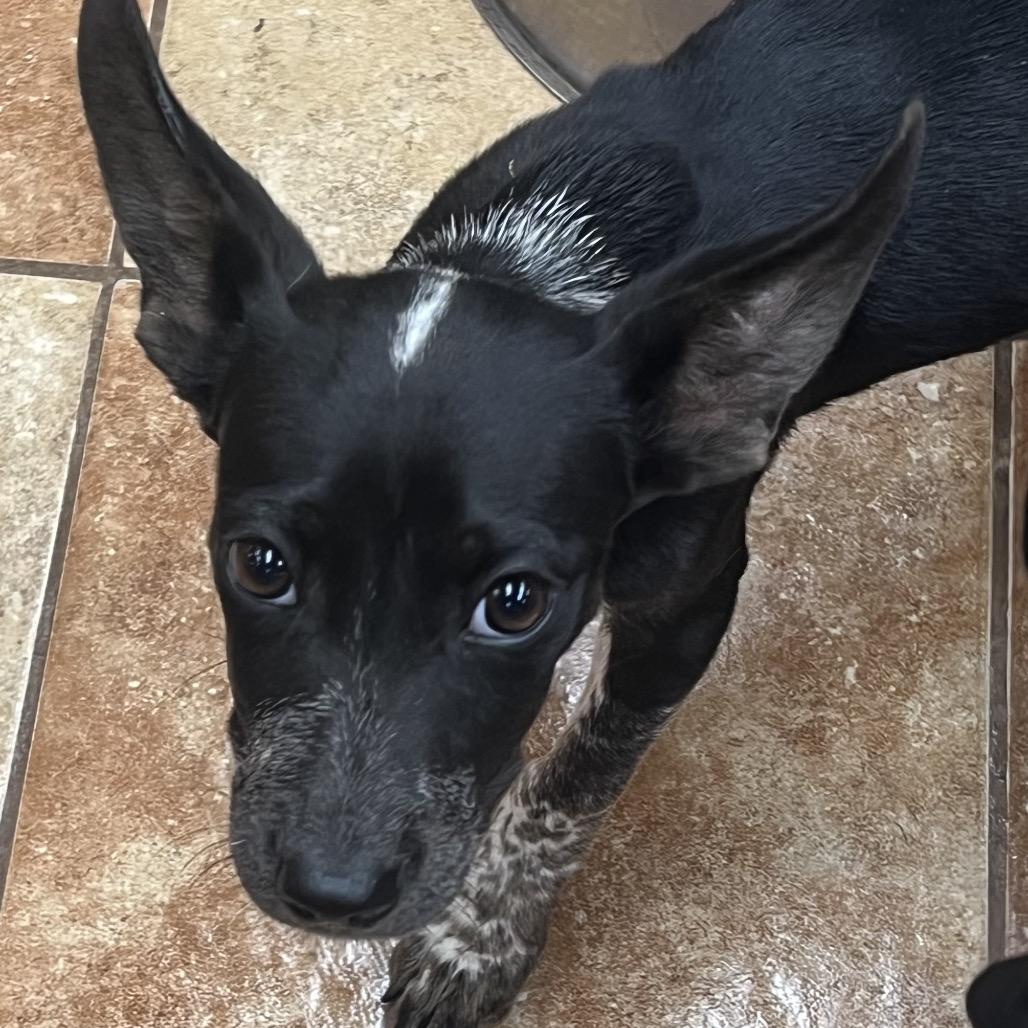 FWT Oreo, Adoptable, Puppy Female Australian Cattle Dog / Blue Heeler & Pit Bull Terrier.