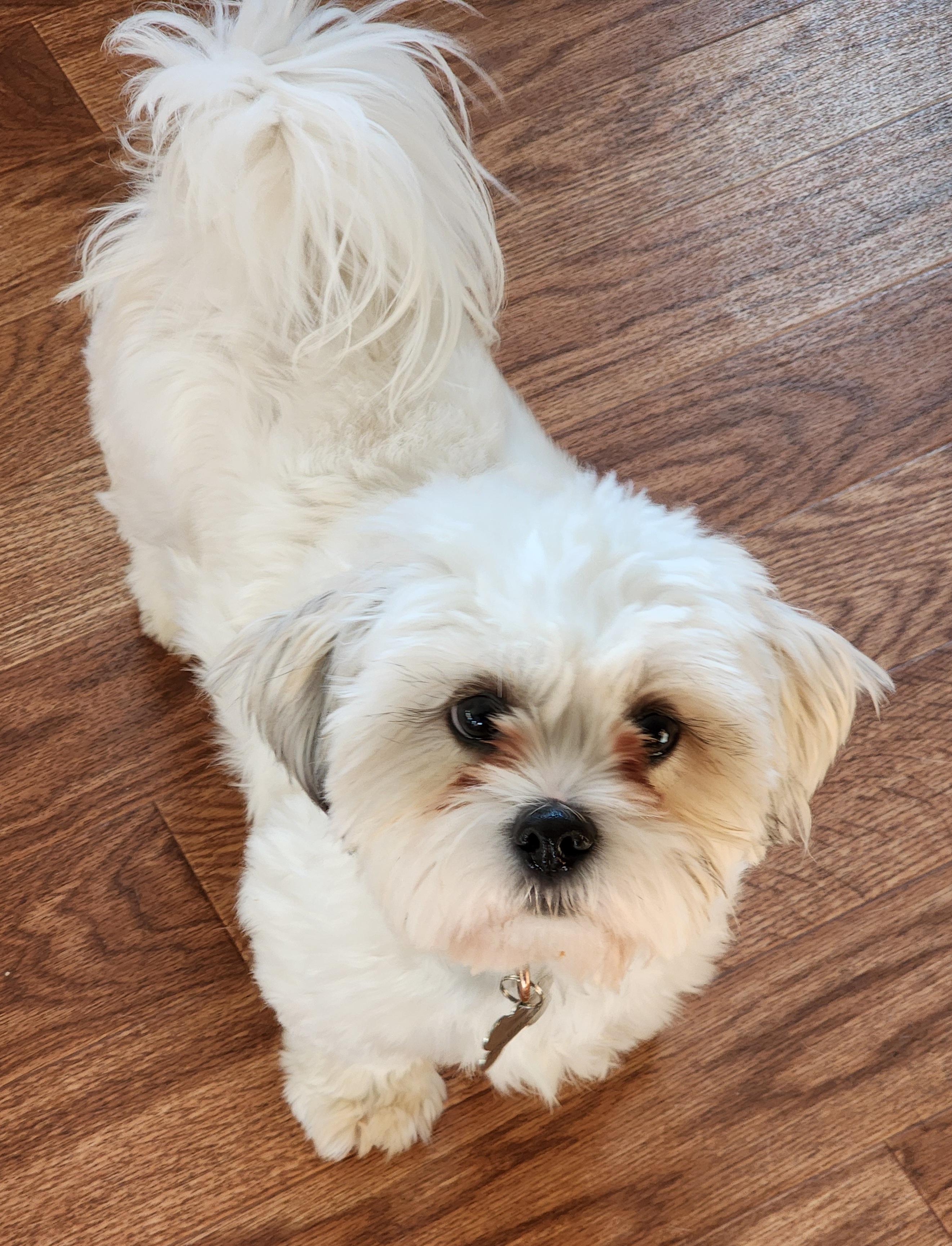 Enlarge Oliver, a ADOPTABLE Shih Tzu in Lisbon, IA image 5/6