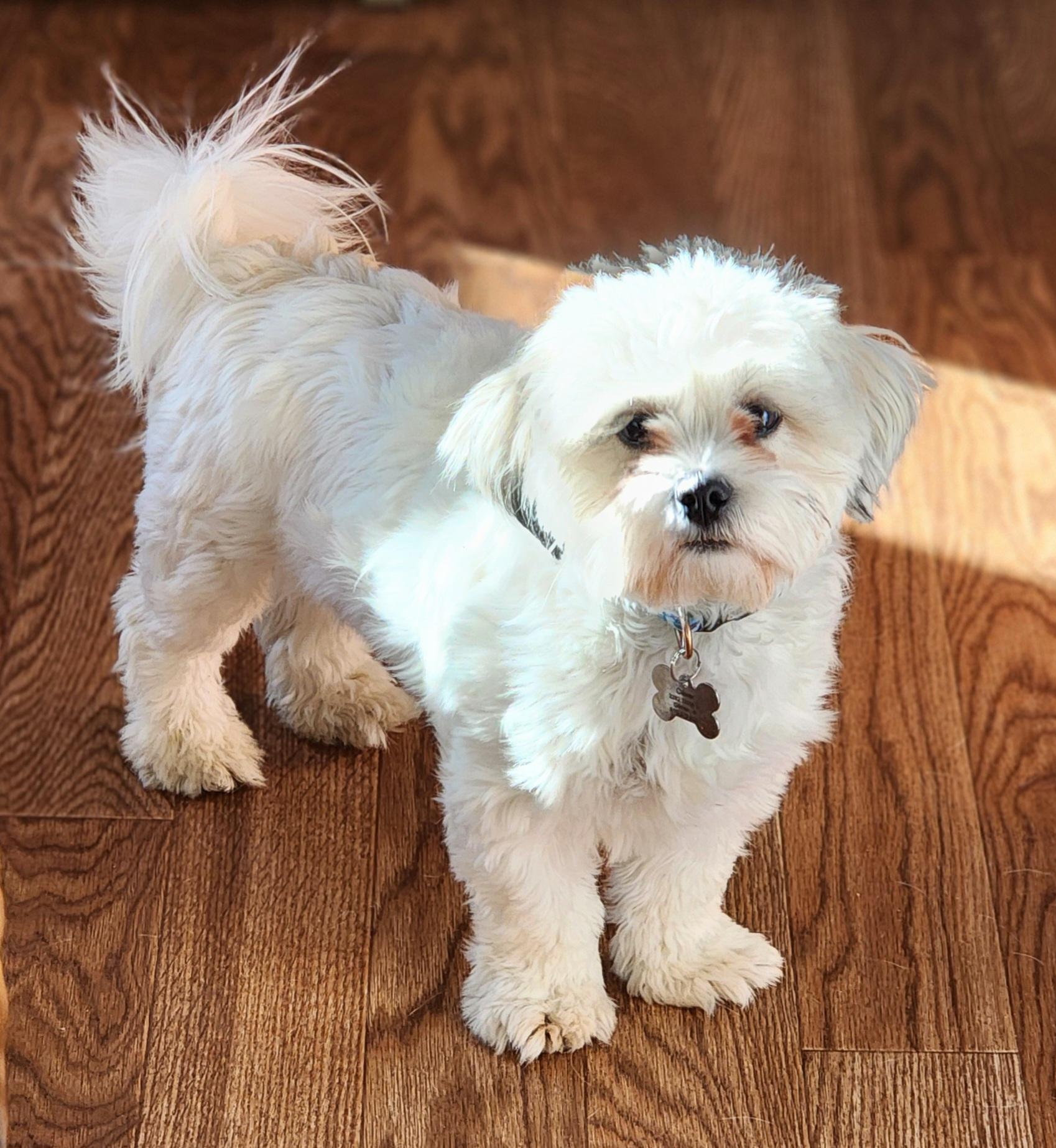 Enlarge Oliver, a ADOPTABLE Shih Tzu in Lisbon, IA image 2/6
