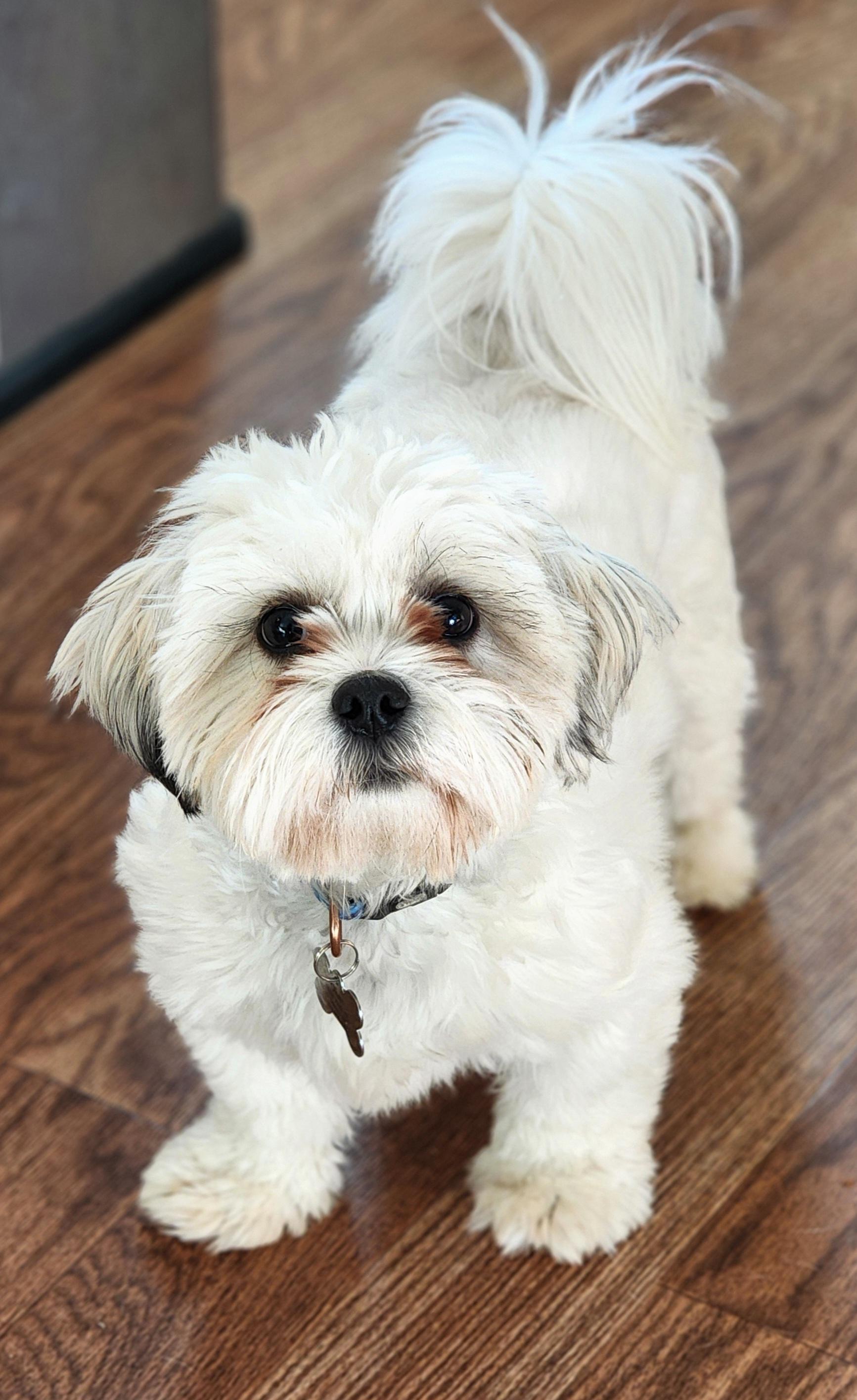 Enlarge Oliver, a ADOPTABLE Shih Tzu in Lisbon, IA image 3/6