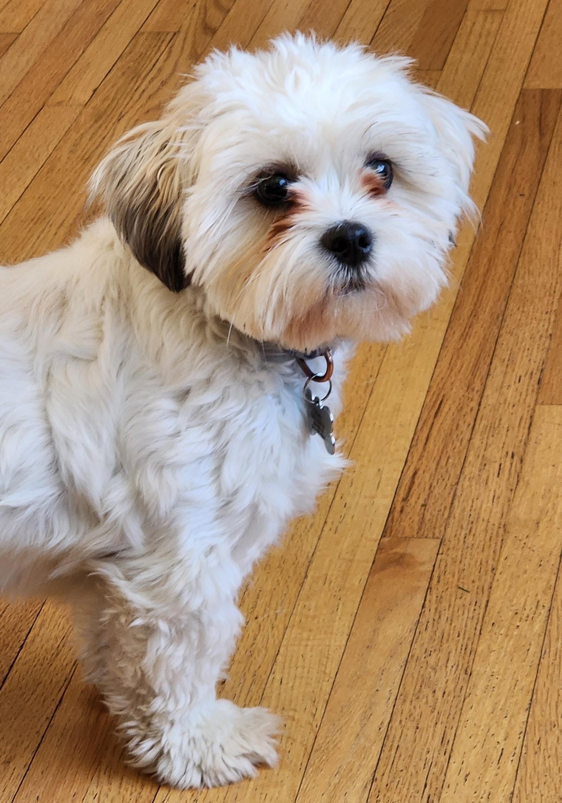 Enlarge Oliver, a ADOPTABLE Shih Tzu in Lisbon, IA image 6/6