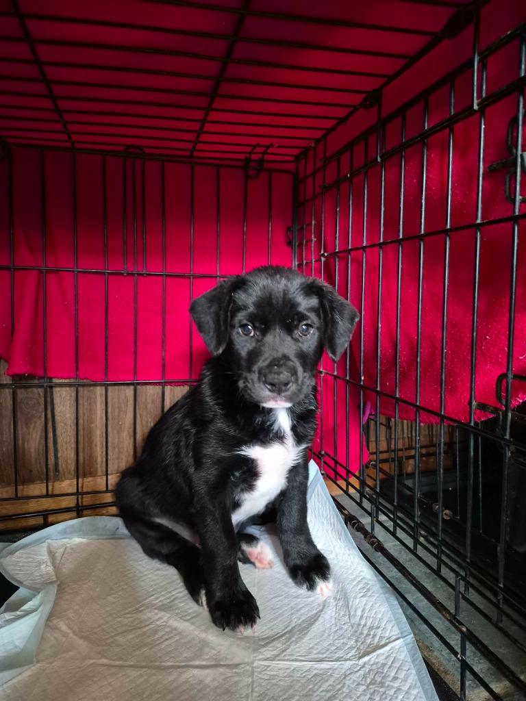 Enlarge Curly, a Adoptable Mixed Breed in Center, TX image 1/1