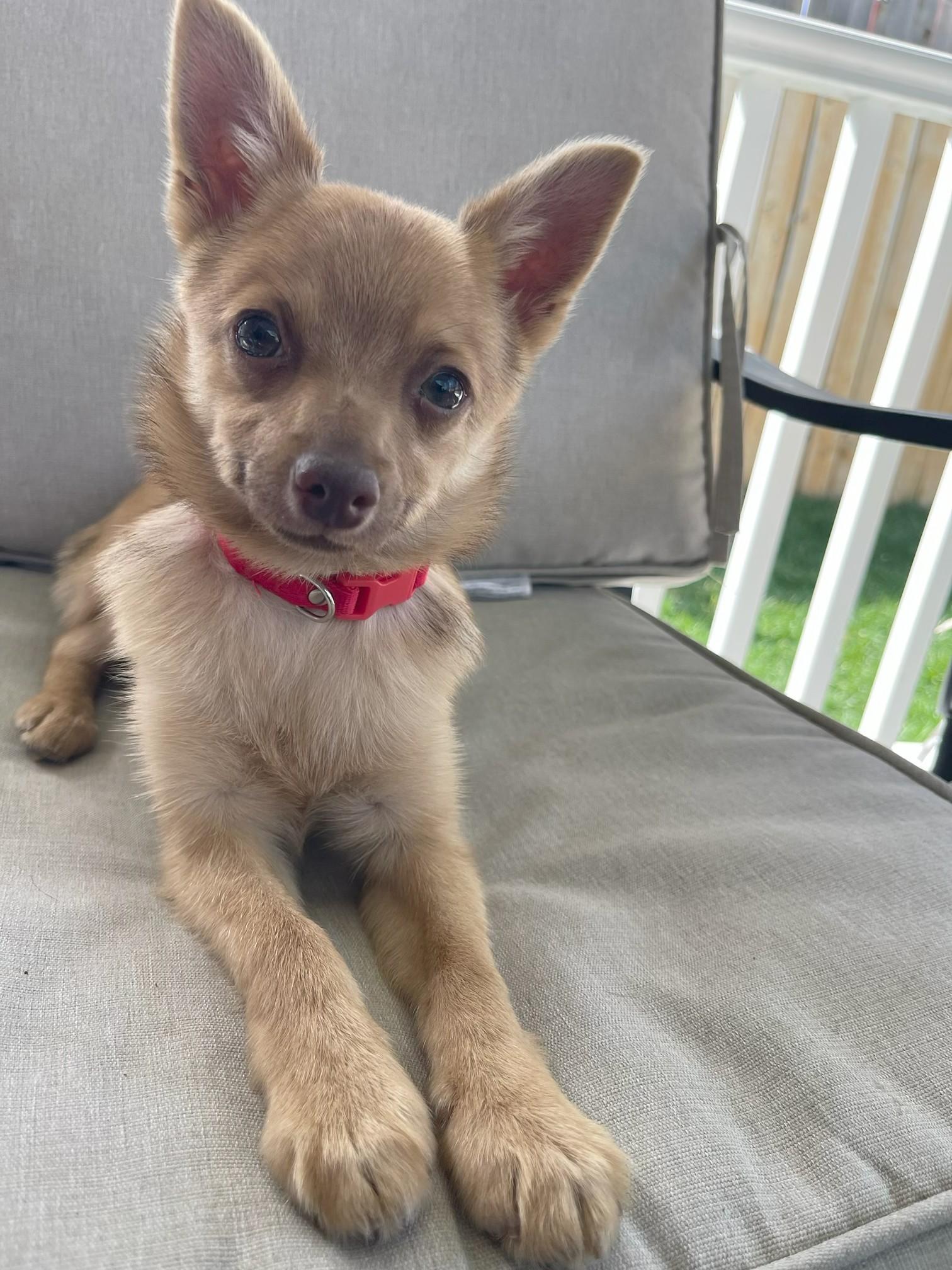 Enlarge Tyra, a ADOPTABLE Chihuahua in Salt Lake City, UT image 5/6
