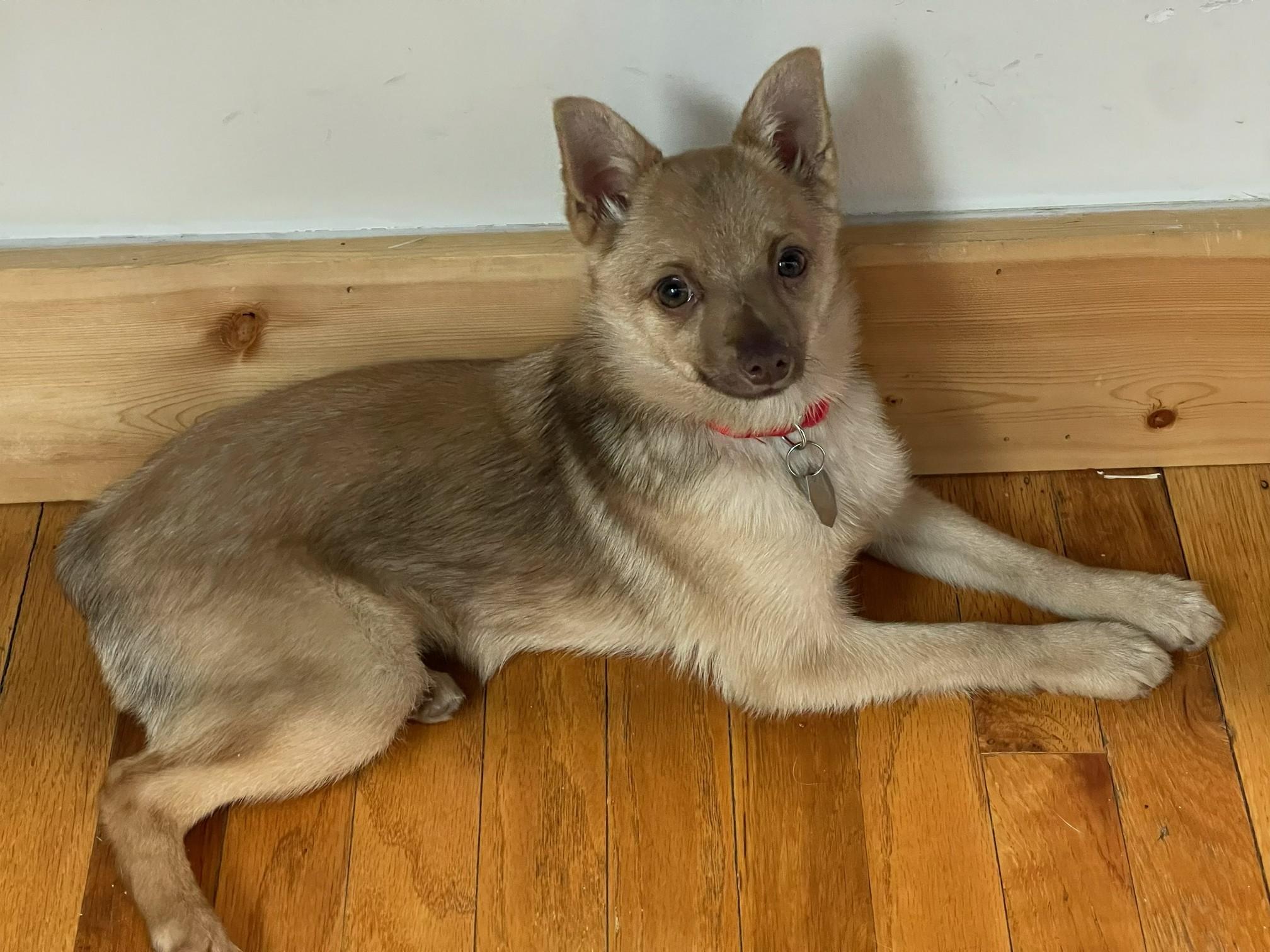 Enlarge Tyra, a ADOPTABLE Chihuahua in Salt Lake City, UT image 2/6