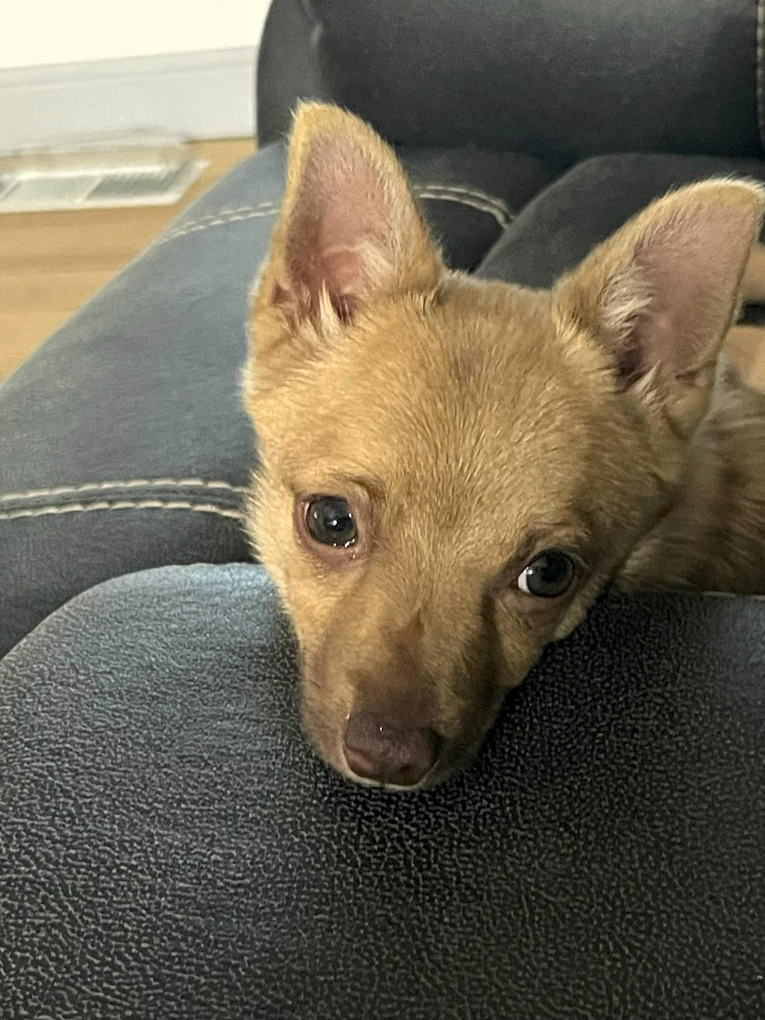 Enlarge Tyra, a ADOPTABLE Chihuahua in Salt Lake City, UT image 3/6